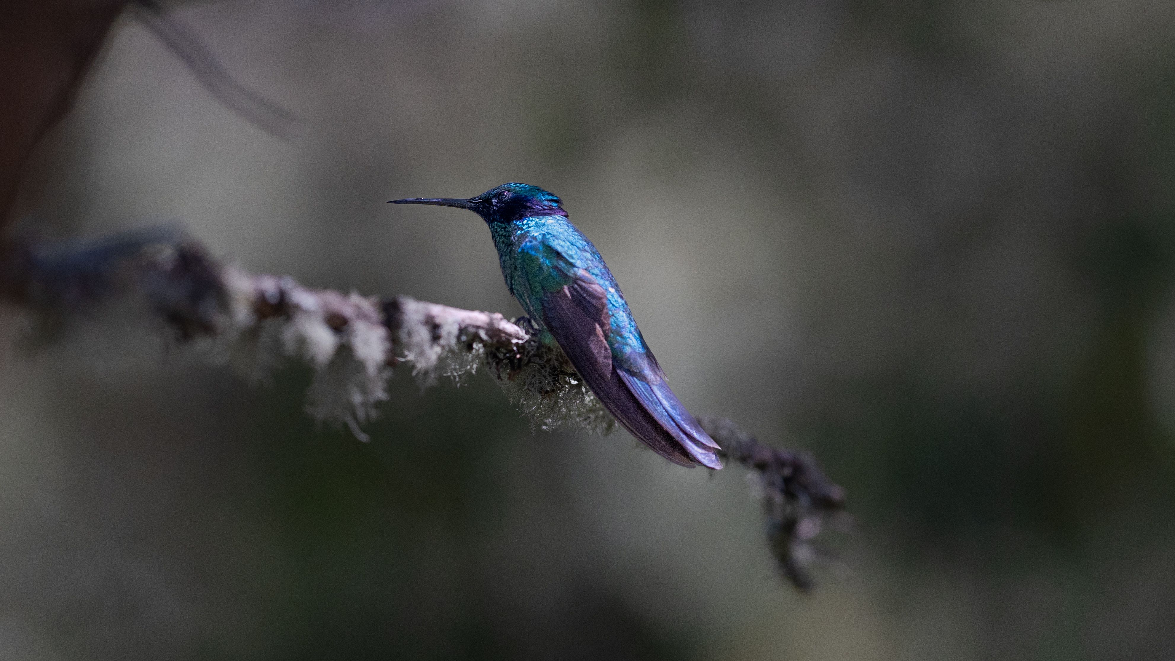 Stunning close-up of a hummingbird perched on a branch in Bogotá, Colombia, showcasing iridescent plumage.