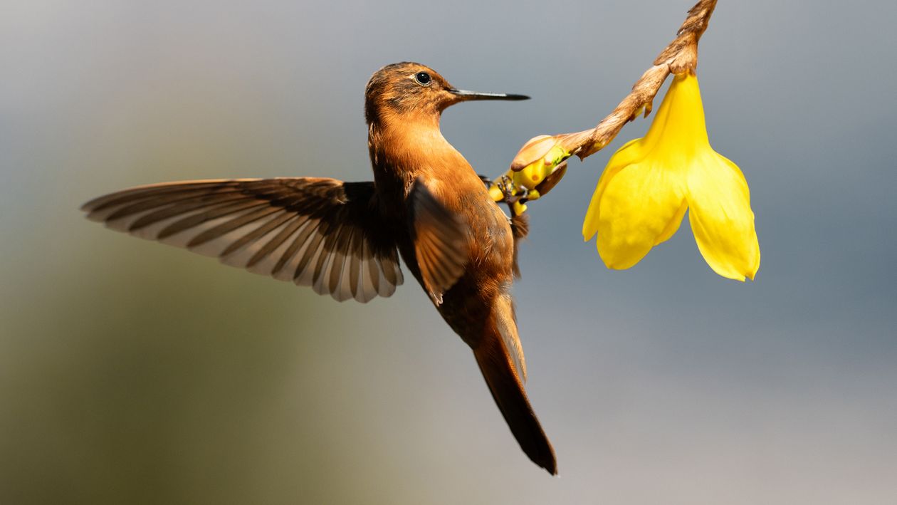 Paramuno Colibrí Paramuno volando · Free Stock Photo
