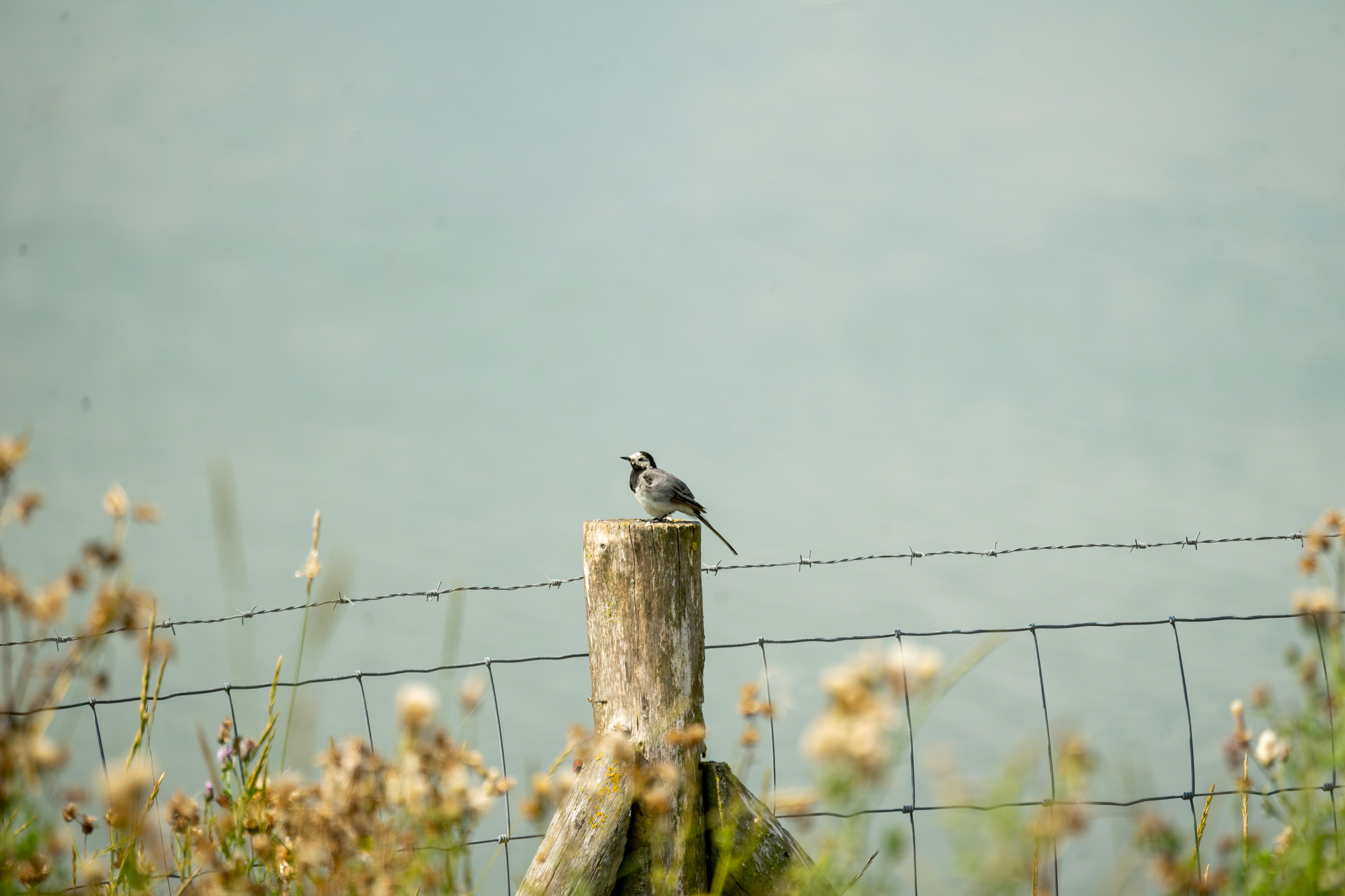 Bird Watching Past Times