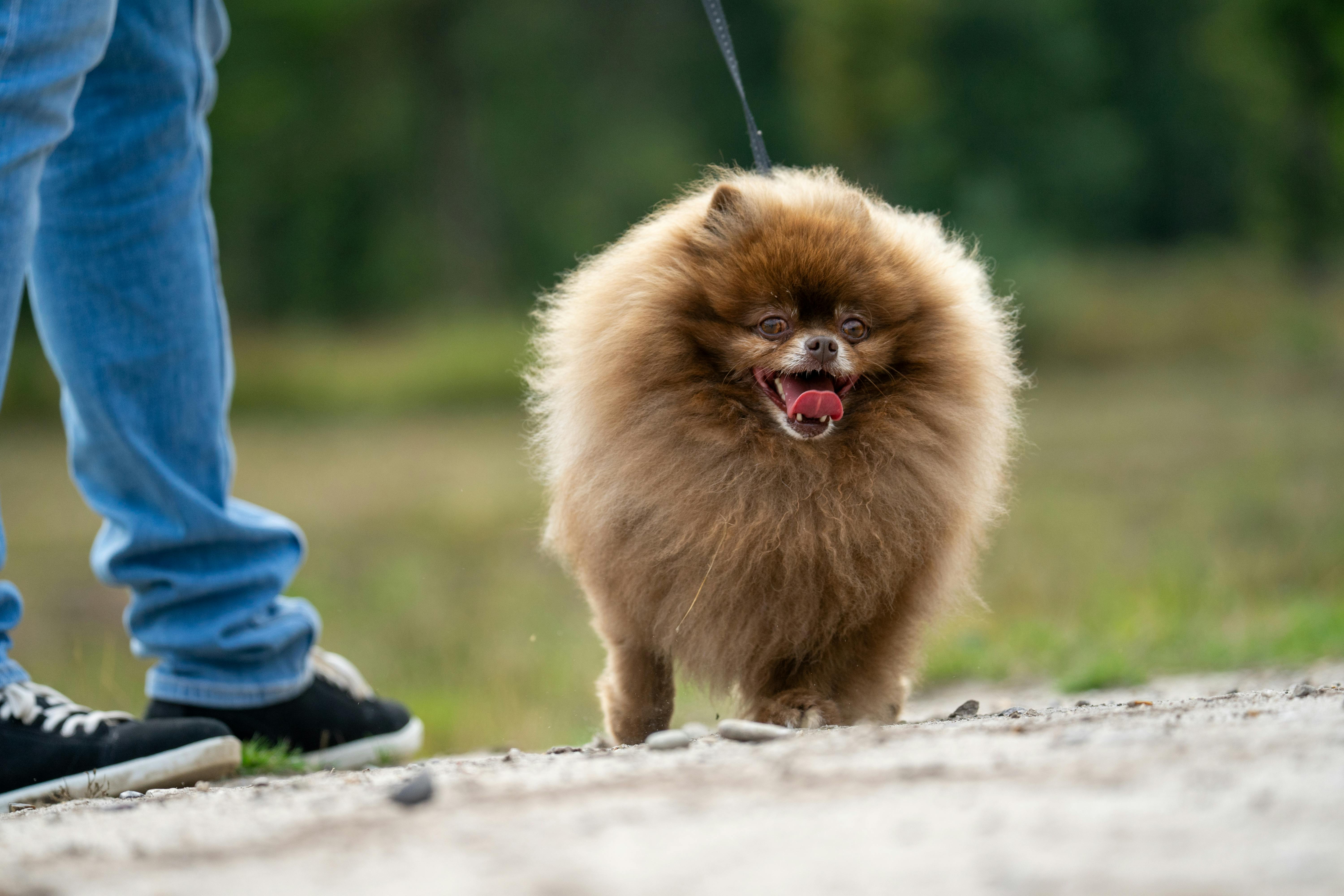 a pomeranian dog walking on a leash