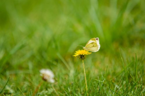 Free A yellow butterfly perched on a dandelion flower in a vibrant green grass field during summer. Stock Photo
