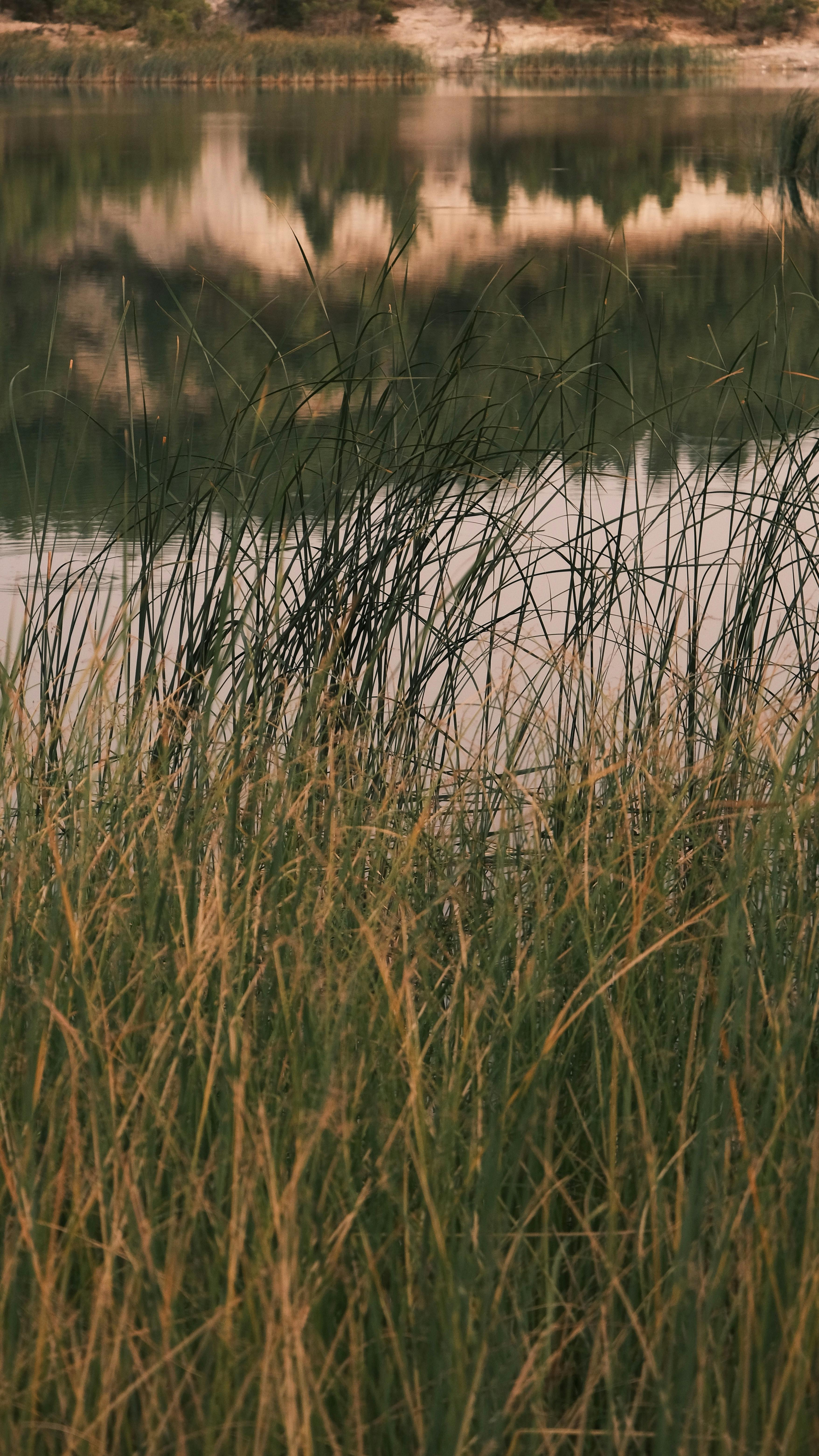 a photo of a lake with tall grass