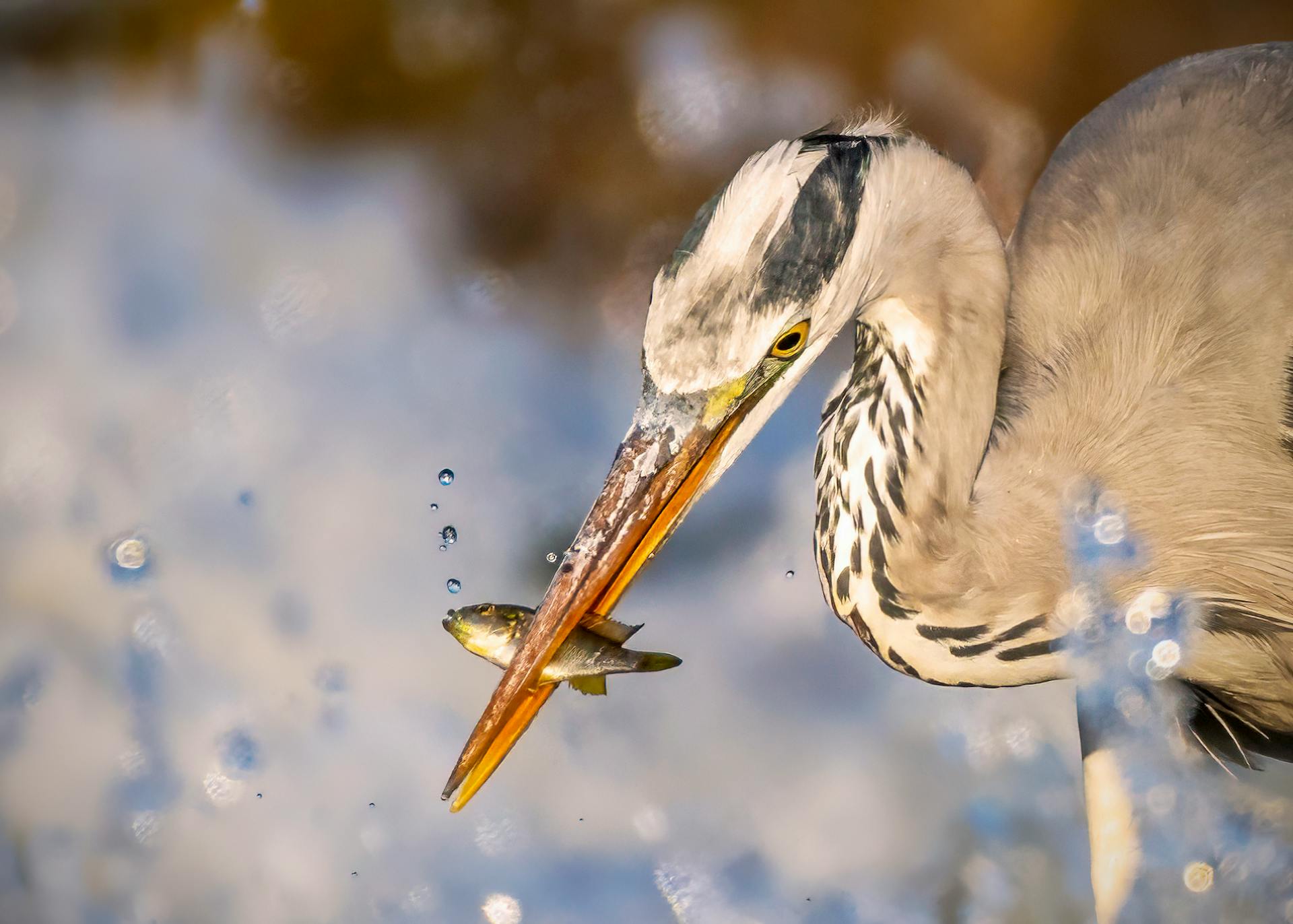 Grey Heron