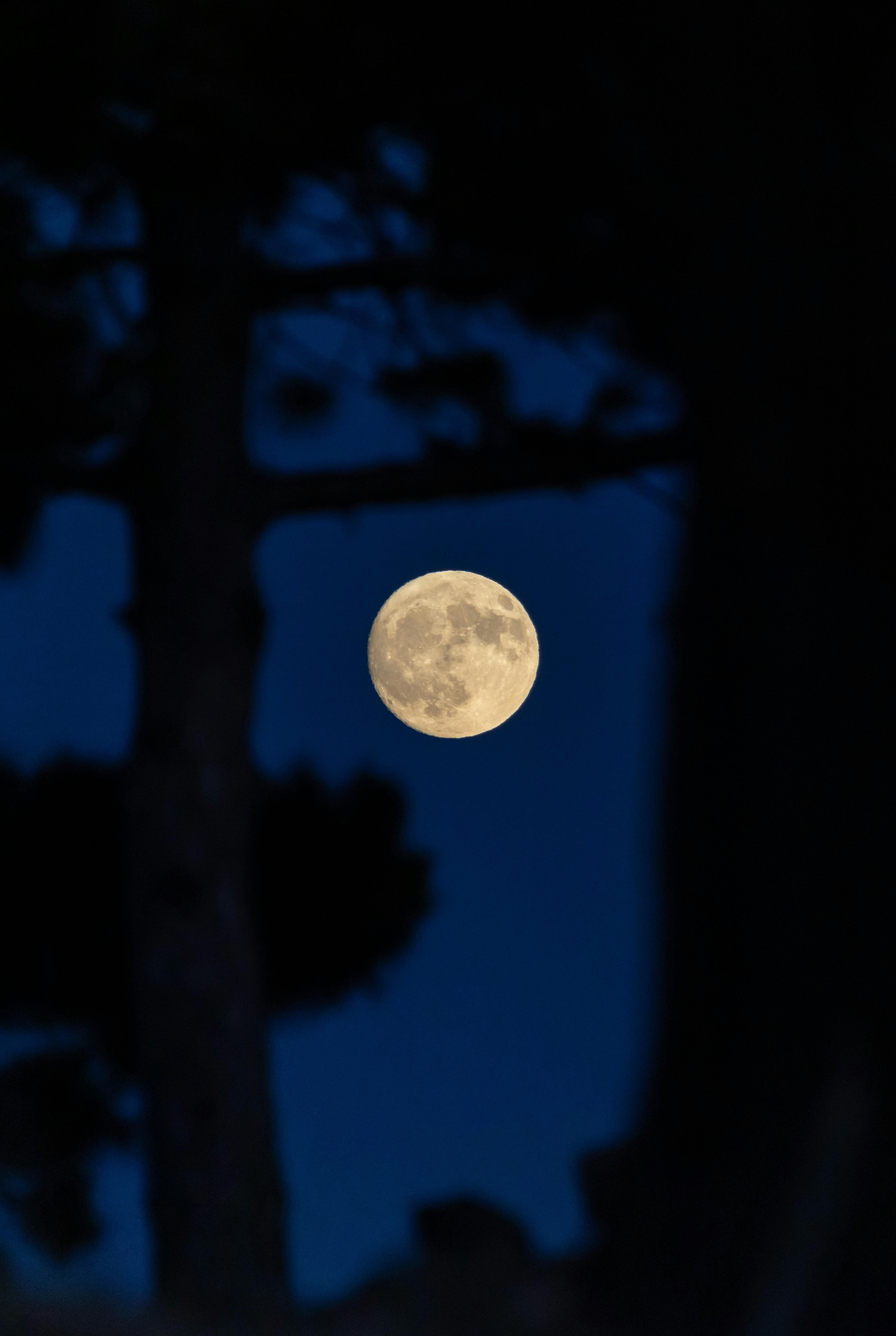 a full moon is seen through trees