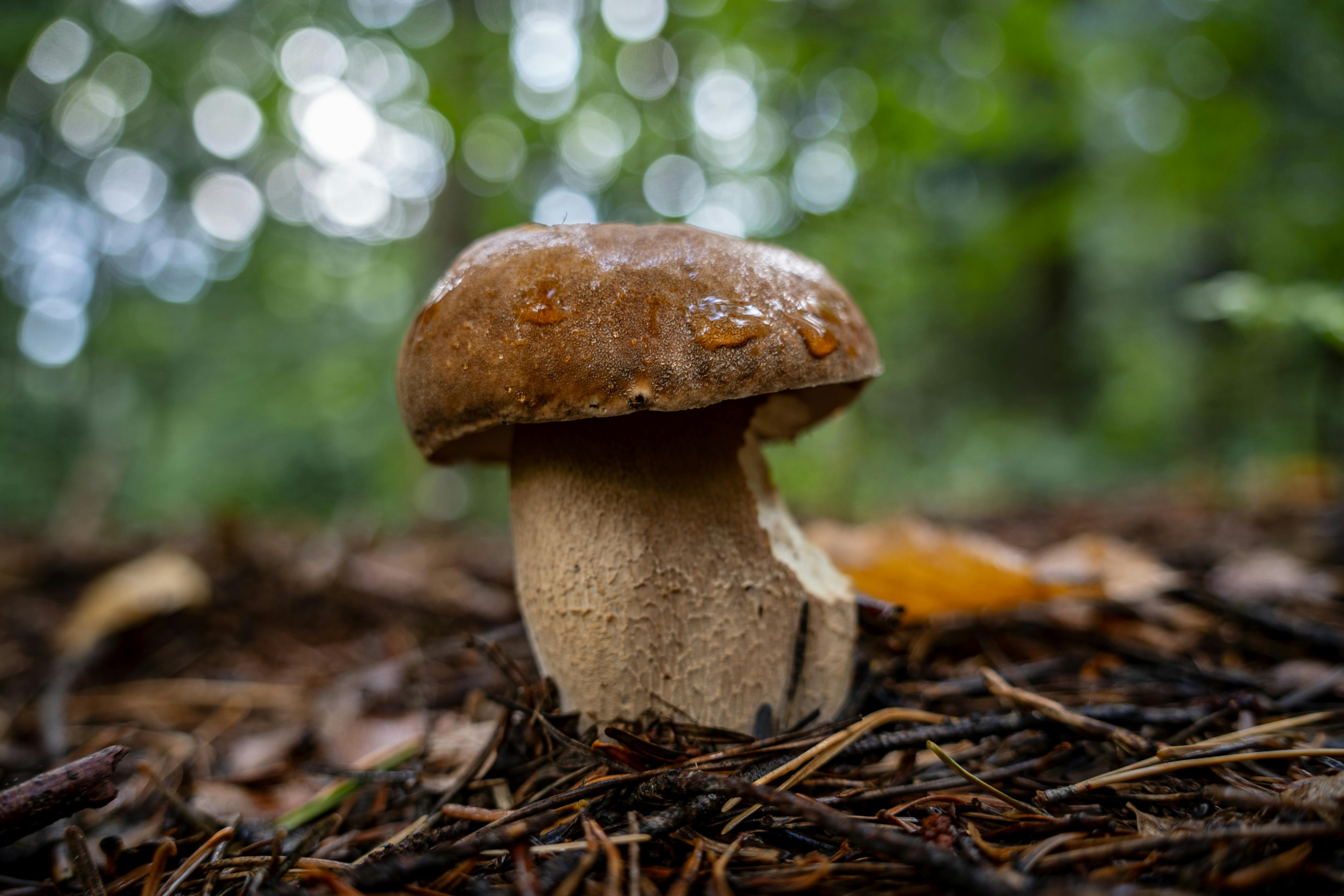 a mushroom sitting on the ground in the woods