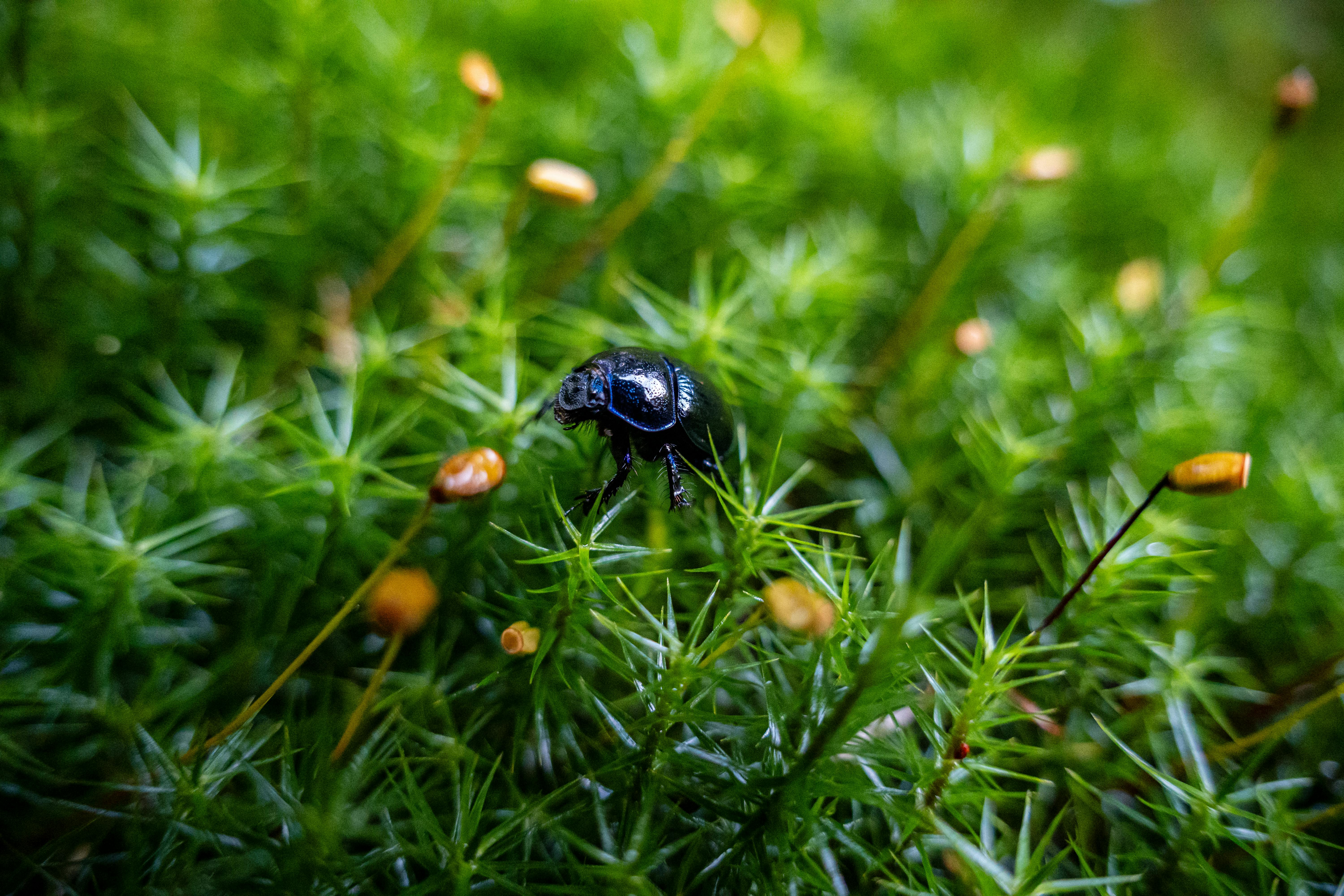 a black beetle is sitting on top of some green moss