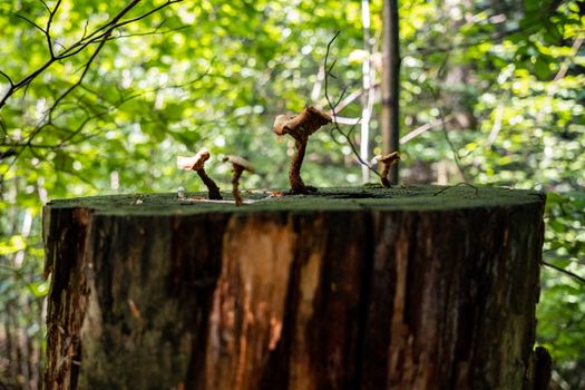 A tree stump with mushrooms growing on it