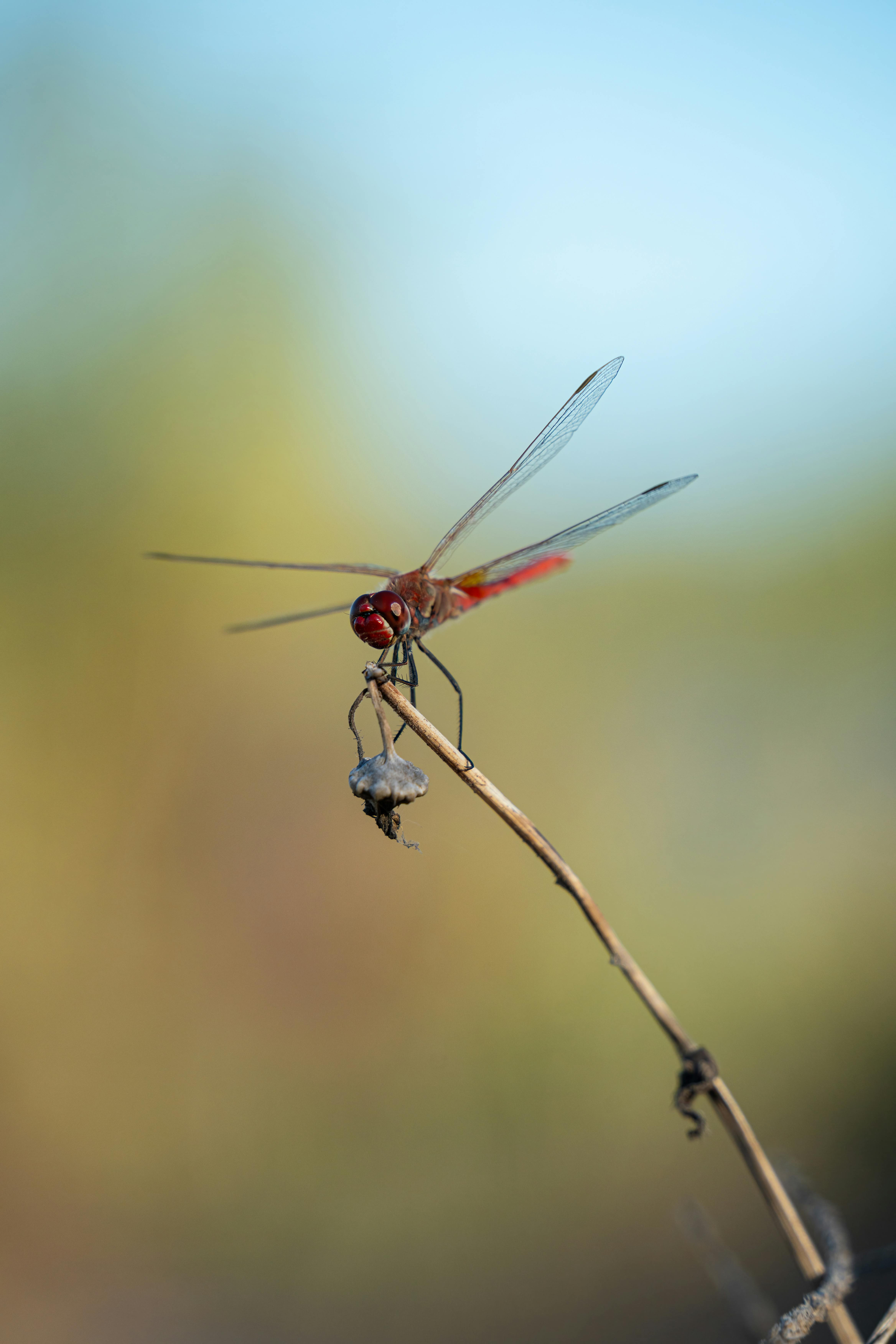 a red dragonfly is perched on a twig