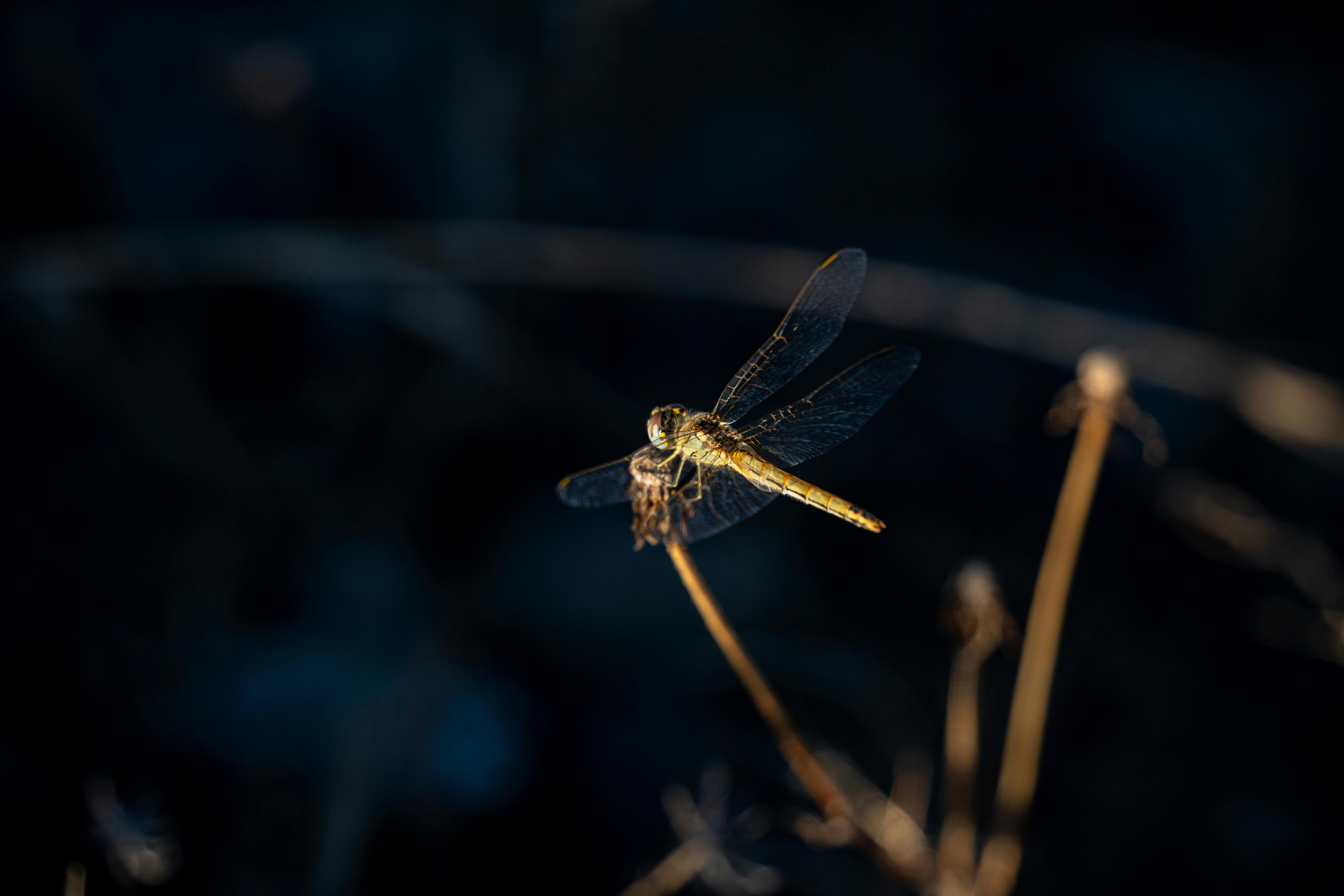 a dragonfly is sitting on a twig in the dark