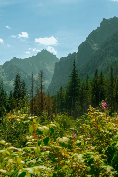 Free Bright summer landscape with mountains, trees, and clear sky. Stock Photo