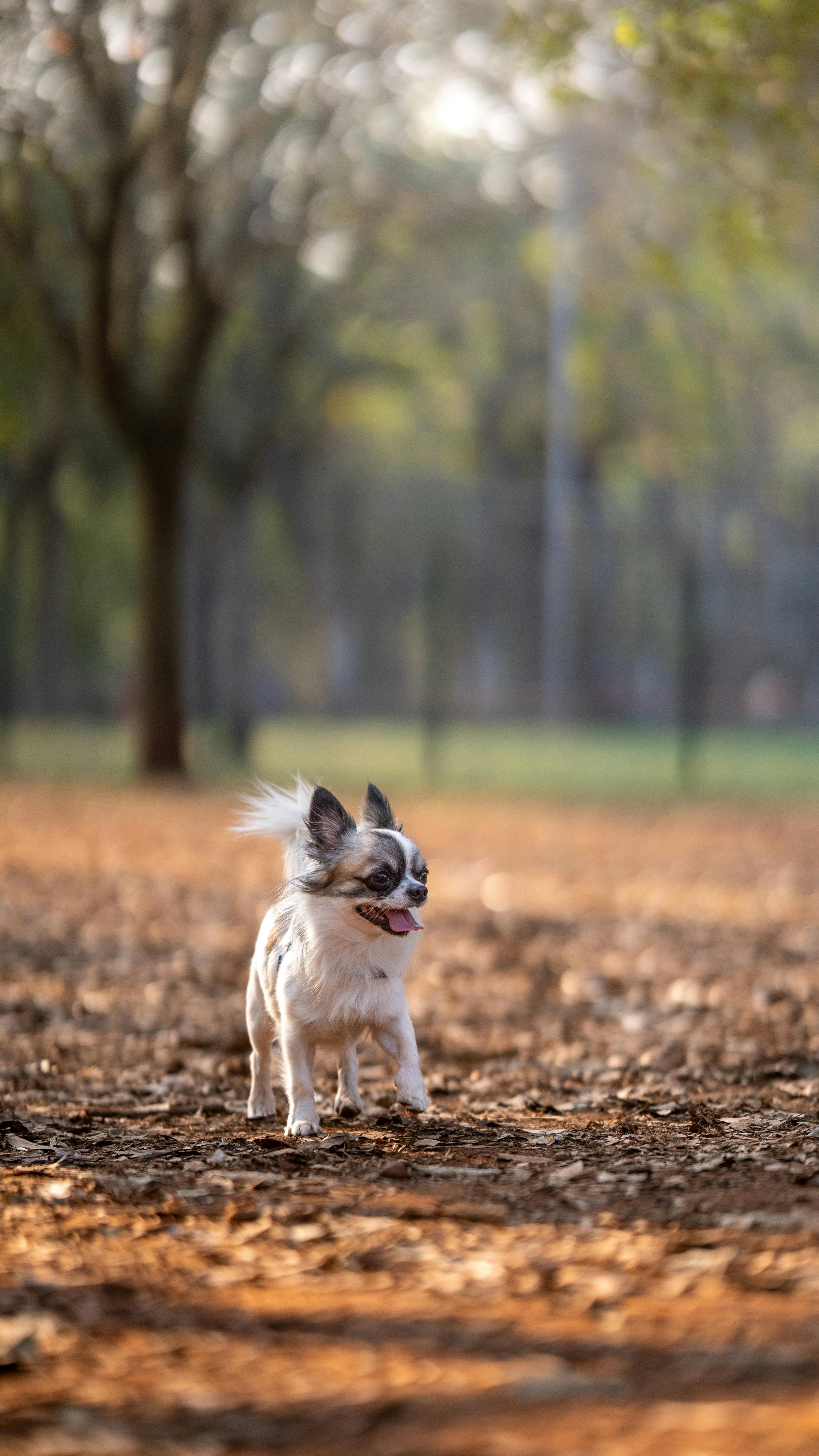 A small dog running through the woods