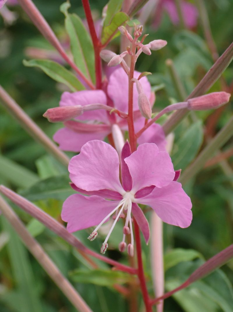 花語花舍團隊