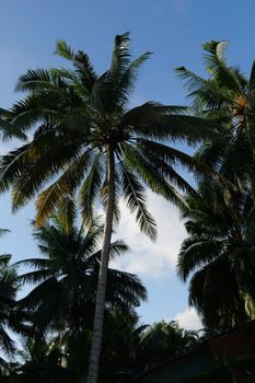 Scenic view of tall coconut palm trees under a clear blue sky in Tien Giang, Vietnam.