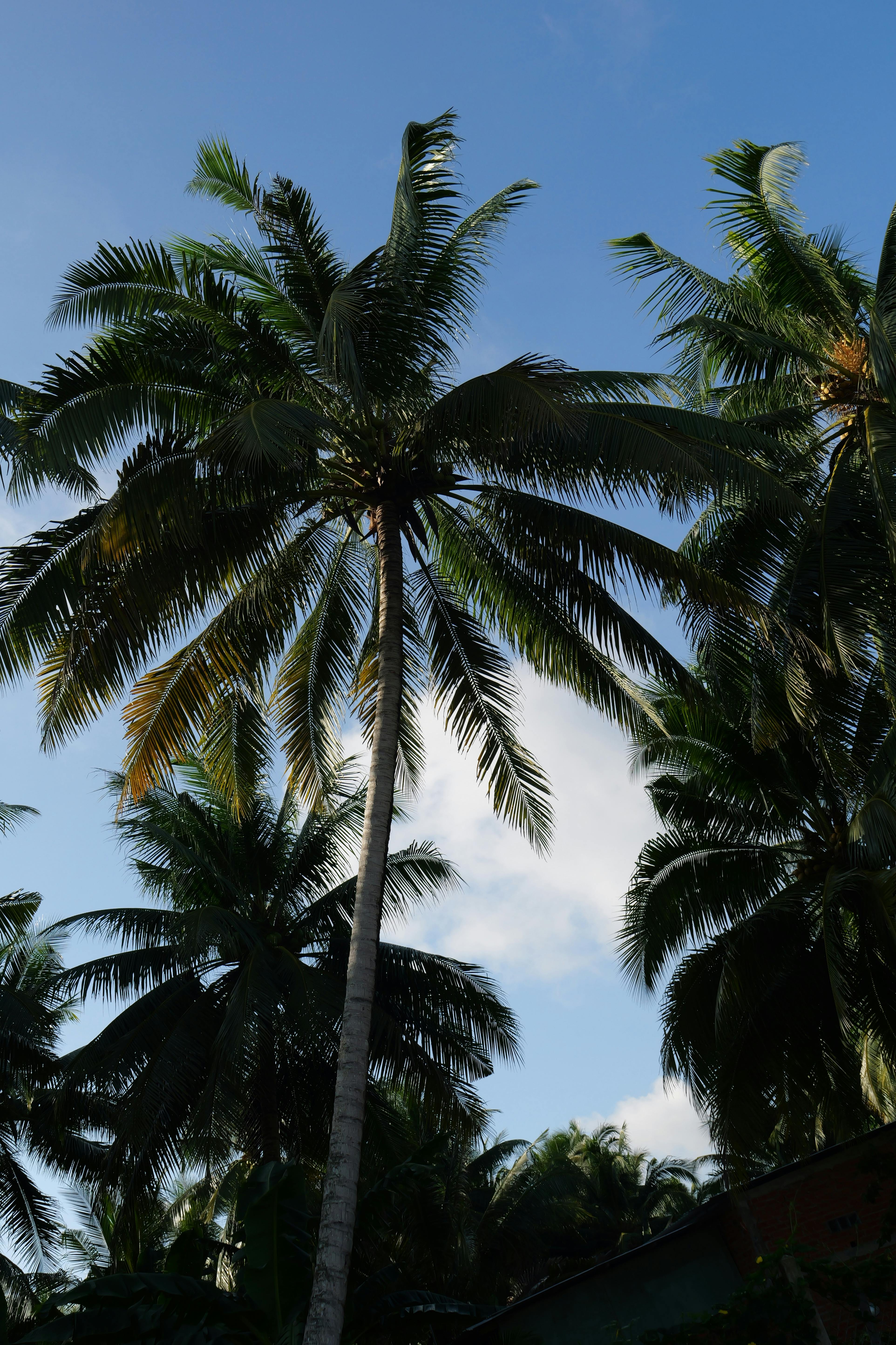 Miễn phí Ảnh lưu trữ miễn phí về ánh sáng mặt trời, bầu trời, bầu trời quang đãng Ảnh lưu trữ