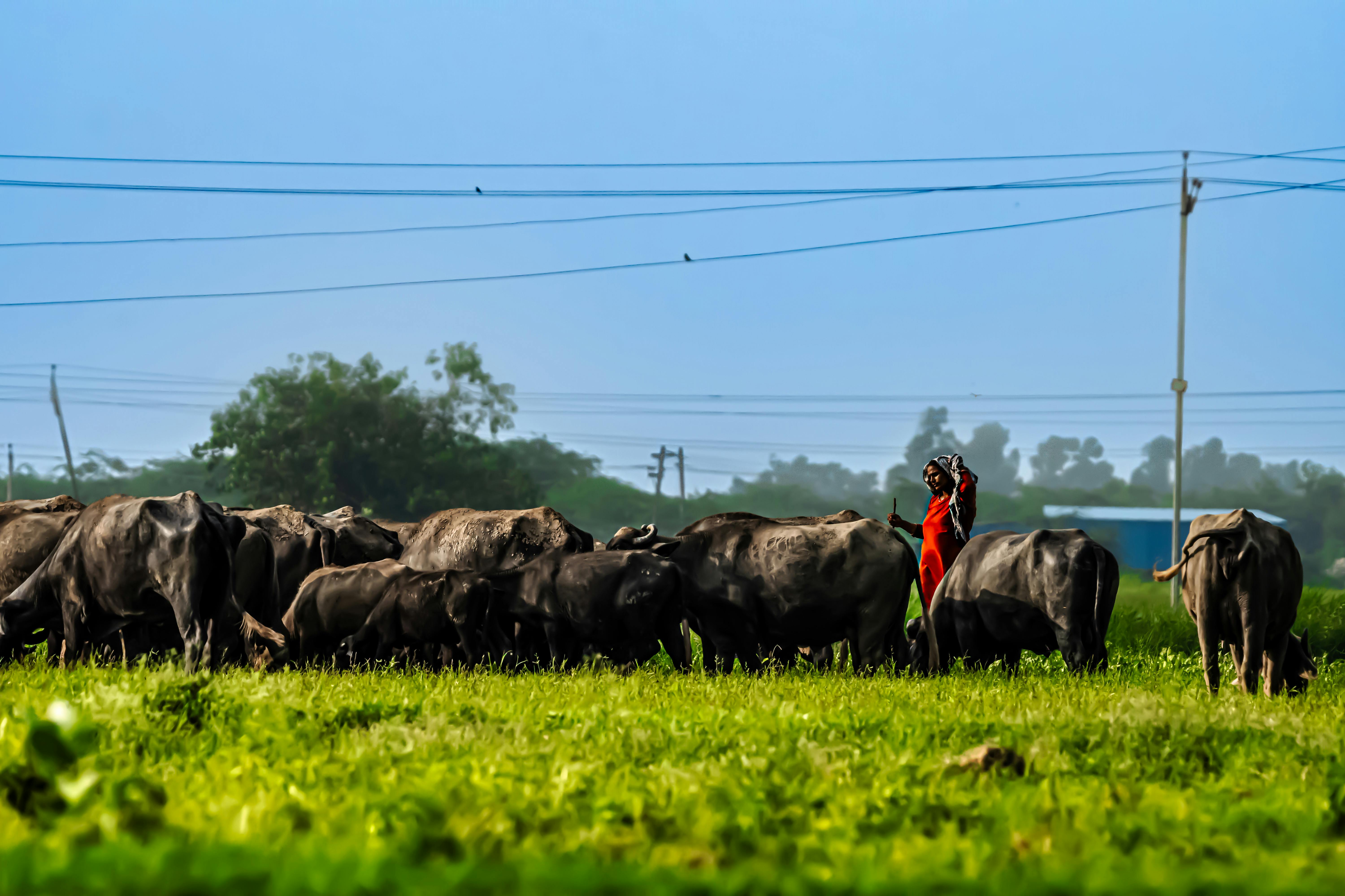 A farmer tending a herd of buffaloes in the lush PB, India countryside.