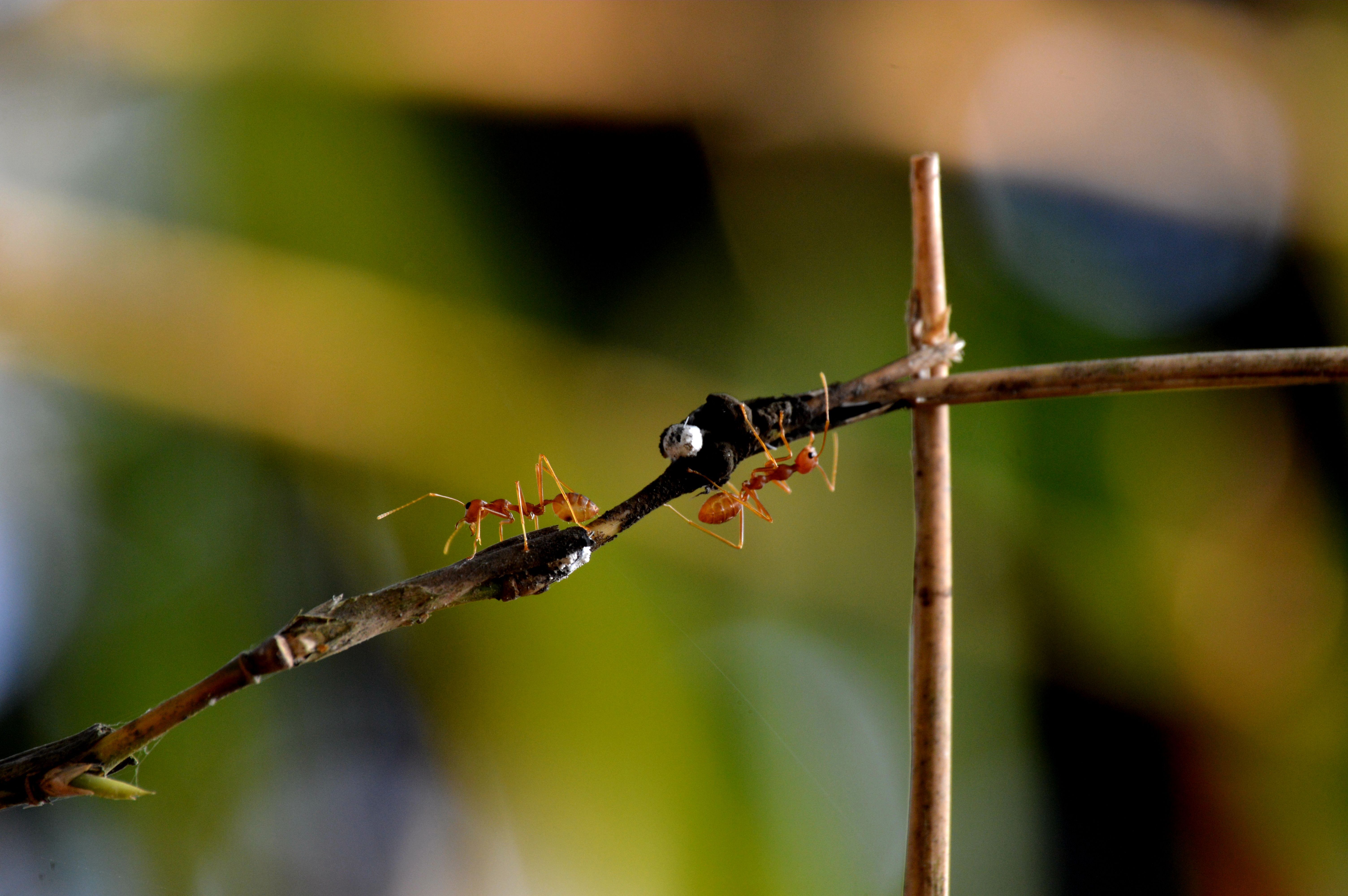 A detailed close-up of vibrant red ants traversing a branch in their natural outdoor habitat.