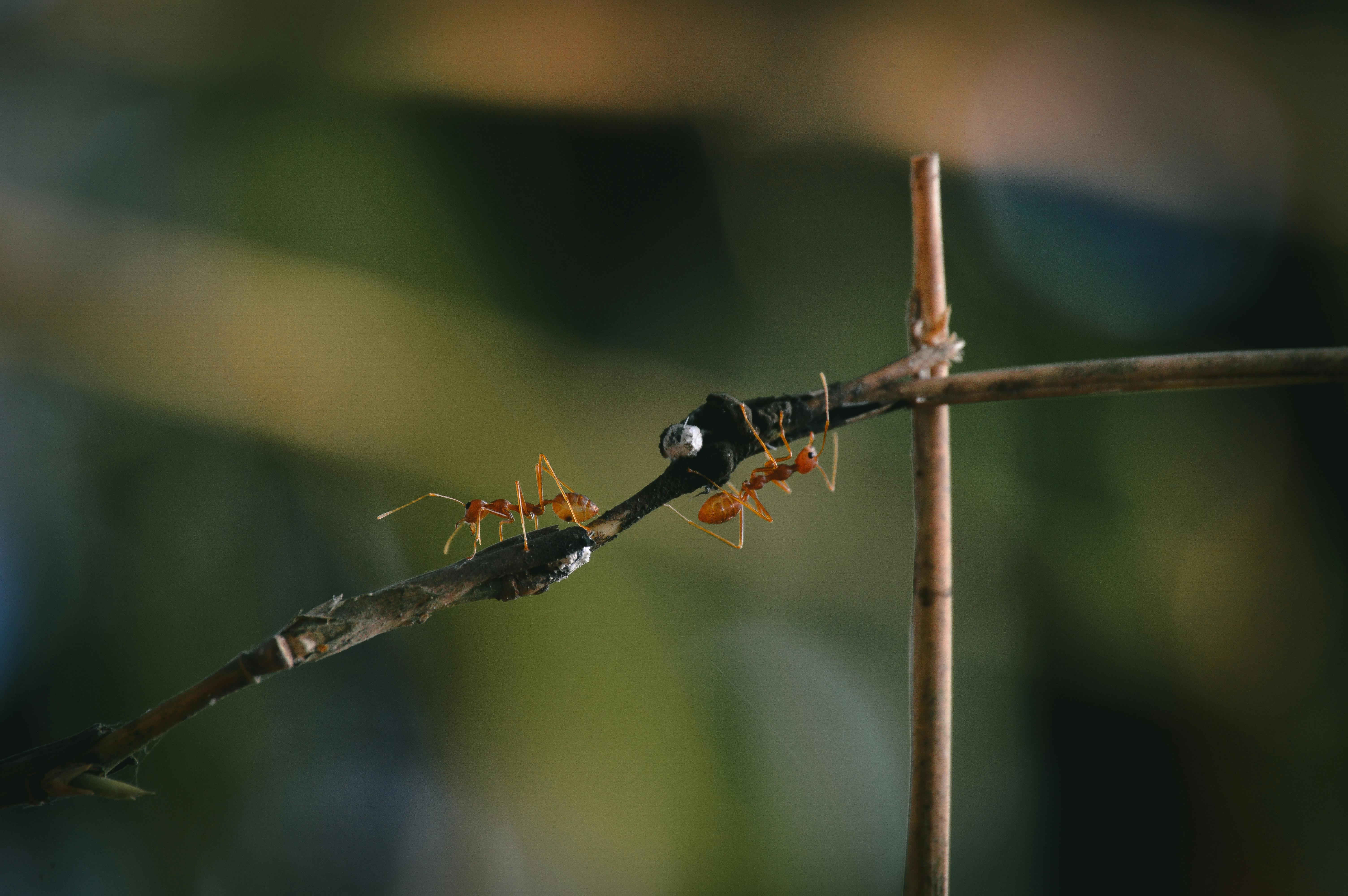 A close up of two ants on a twig