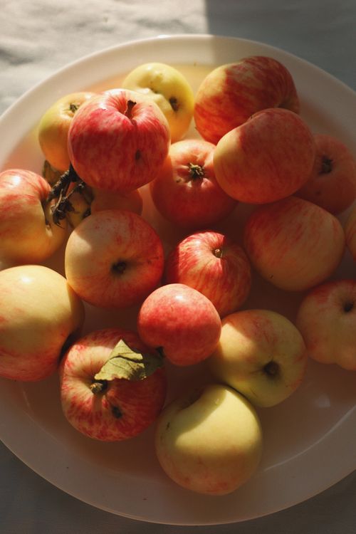 Free A plate full of fresh, juicy apples illuminated by warm sunlight. Stock Photo