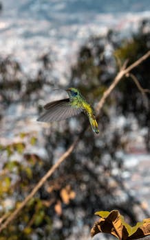 A stunning shot of a hummingbird in flight against a blurred forest background in Bogotá, Colombia.