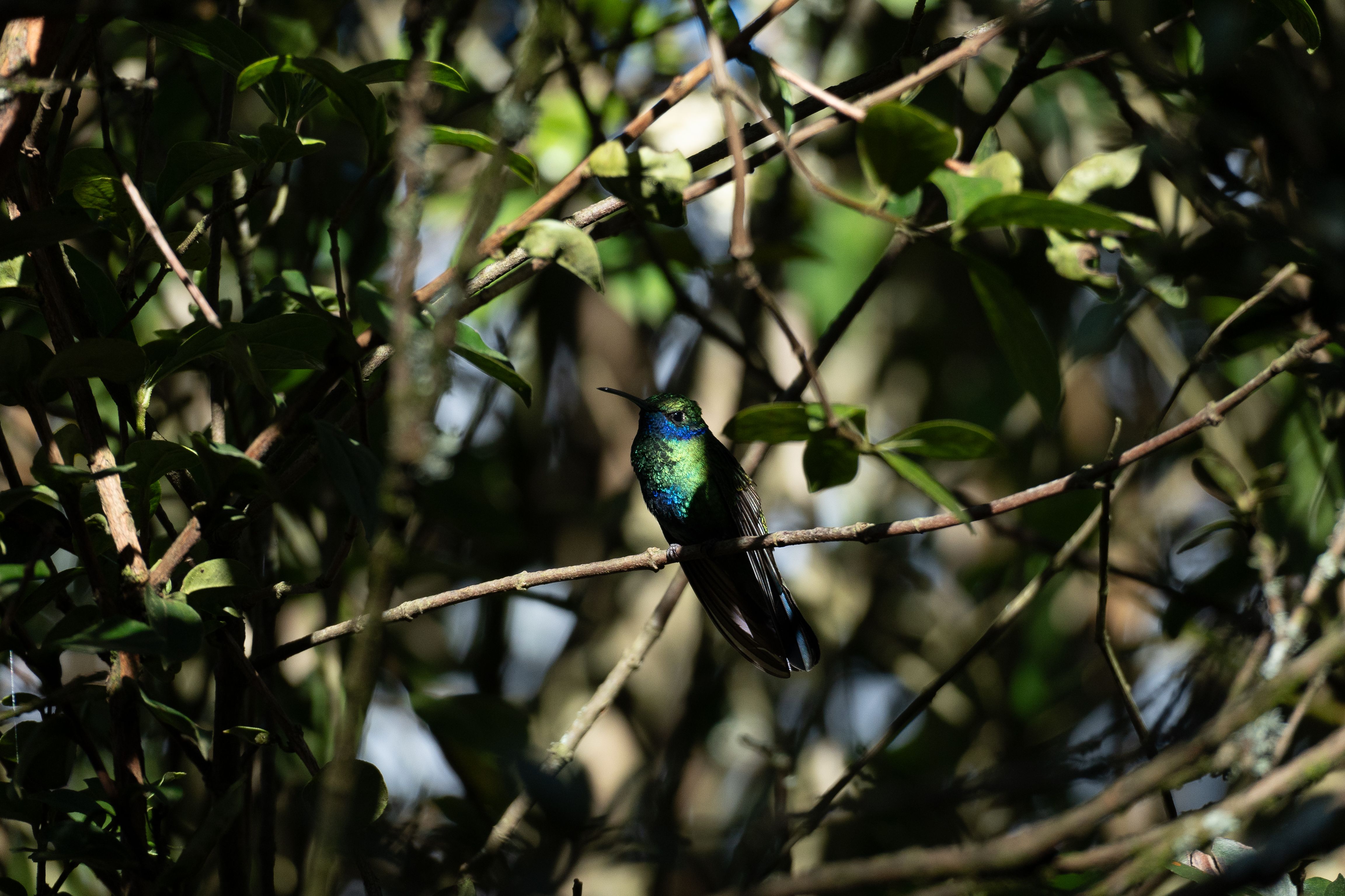Hidden Hummingbird · Free Stock Photo