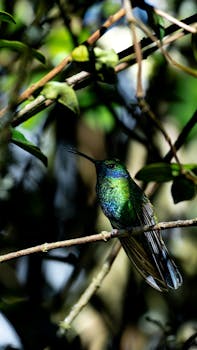 A vibrant hummingbird rests amid lush greenery in Bogotá's tropical climate.