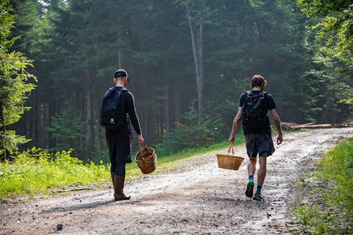 Free Two men enjoying a peaceful mushroom picking adventure in Myślenice forest. Stock Photo