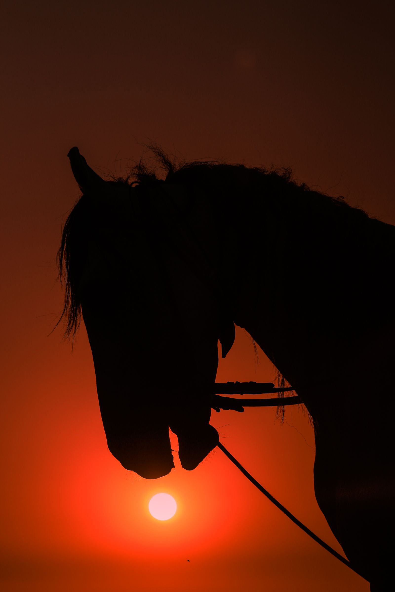 Silhouette of a Horse during Sunset · Free Stock Photo