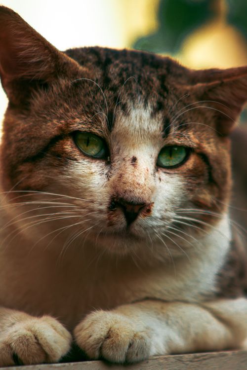 Free A tabby cat with expressive green eyes staring intently, captured in Karachi, Pakistan. Stock Photo