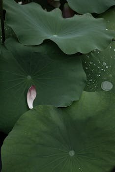 Tranquil scene of green lotus leaves adorned with water droplets and a single fallen petal.