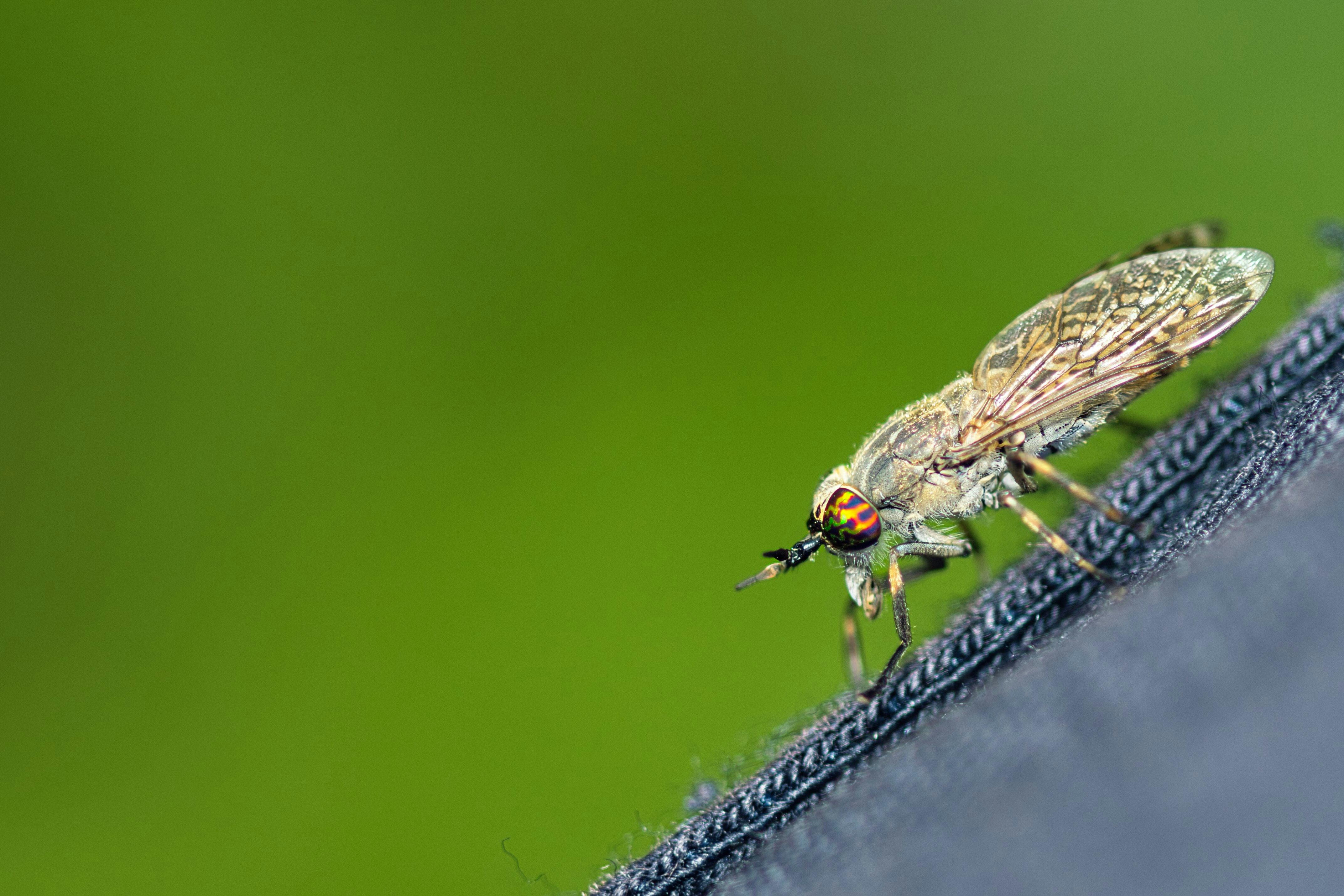 a fly is sitting on top of a piece of fabric