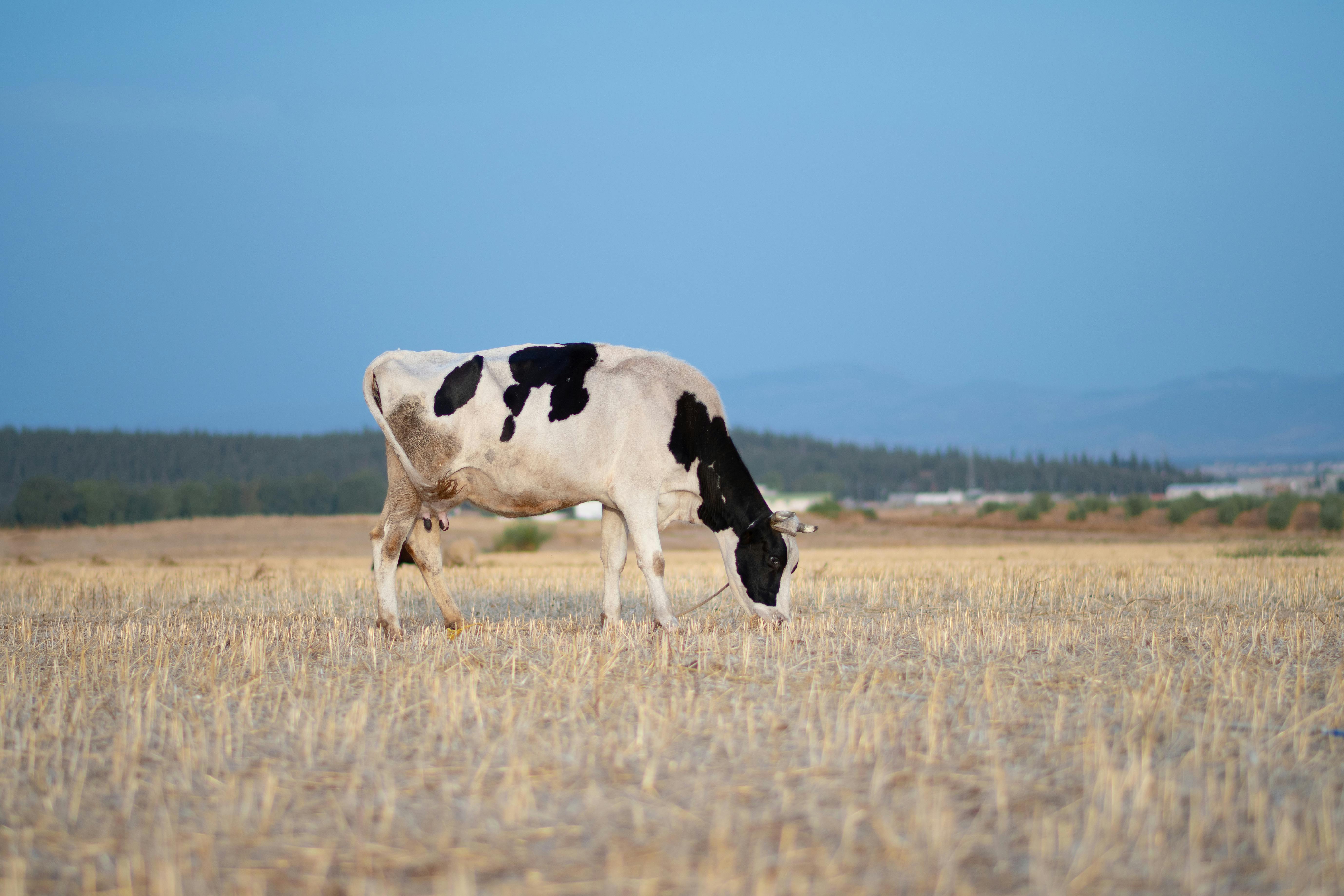 cow eating in a field