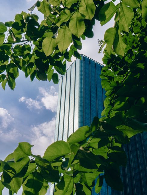 Photo by Alex Nguyen Tall blue skyscraper framed by vibrant green leaves against a sunny sky.