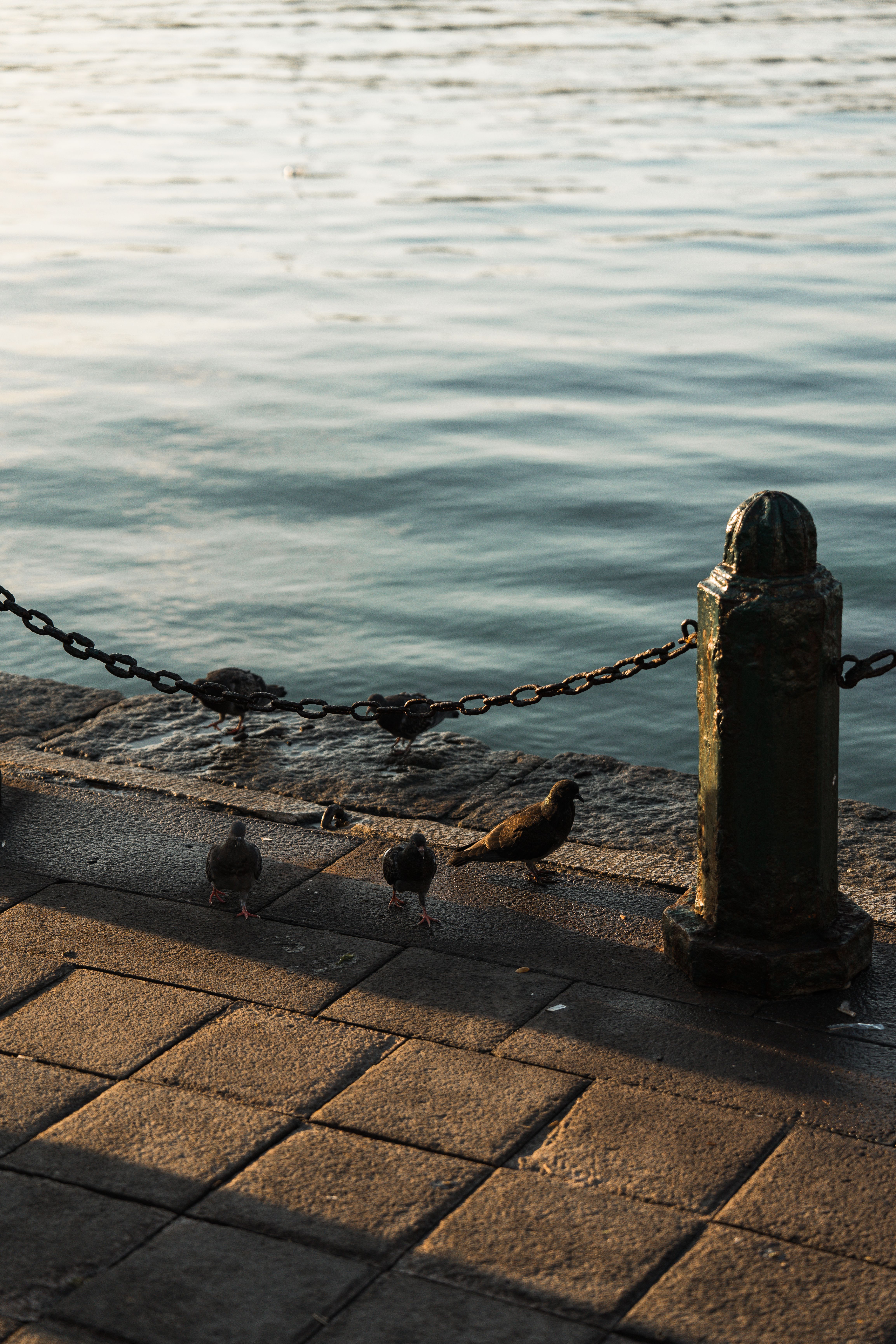 Pigeons rest along a serene waterfront promenade in İstanbul at sunset.