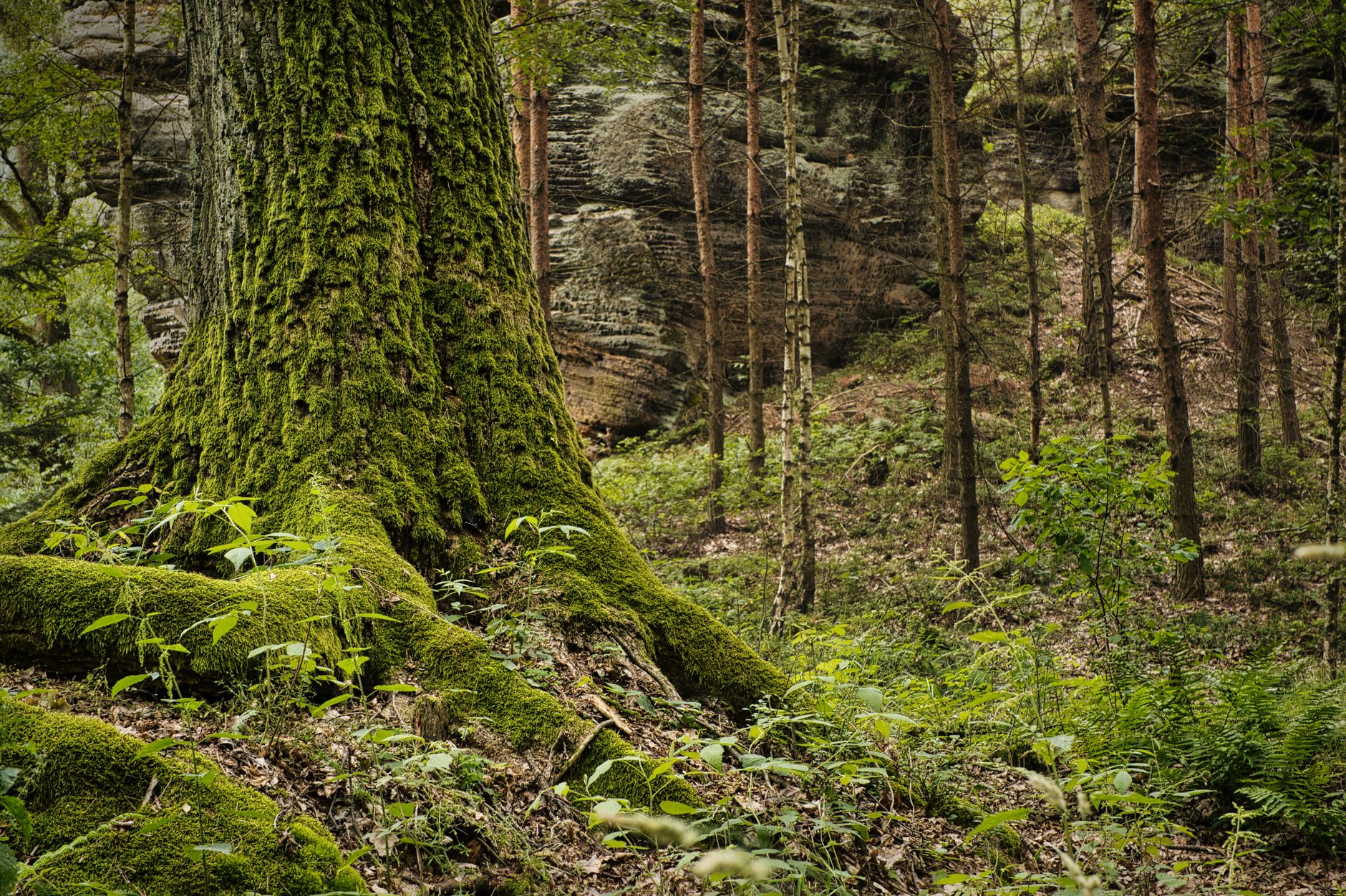 A tranquil forest scene showcasing a thick, moss-covered tree trunk amidst diverse flora and rock formations.. pexels, tranqu