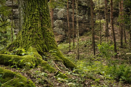 A tranquil forest scene showcasing a thick, moss-covered tree trunk amidst diverse flora and rock formations.. pexels, tranqu