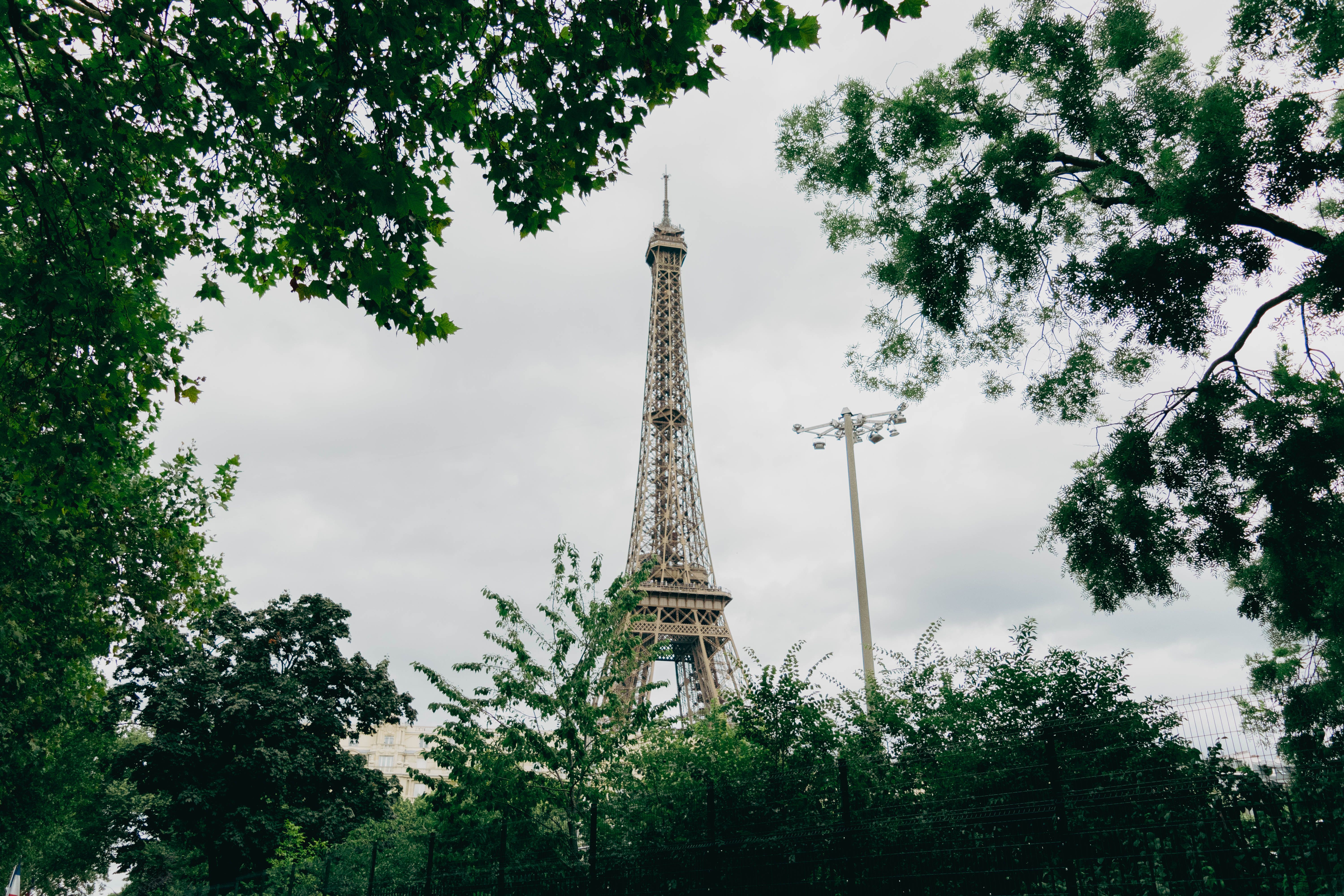 A picturesque view of the Eiffel Tower from the Champ de Mars on a sunny spring day in April, with cherry blossoms in the foreground.