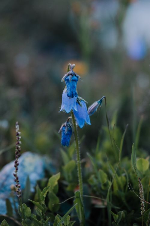 Free A beautiful blue wildflower surrounded by green foliage in a garden setting. Stock Photo
