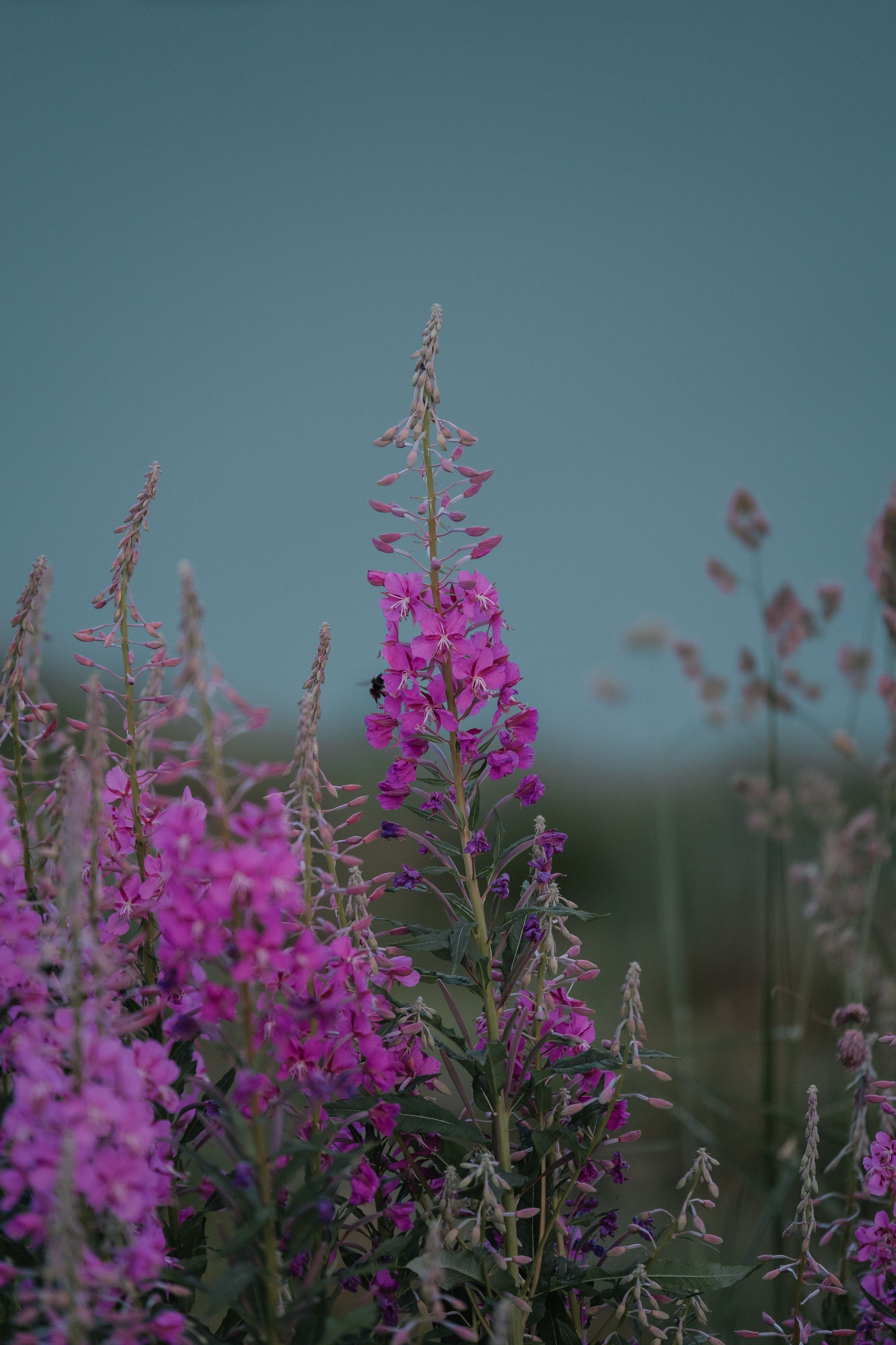 A field of purple flowers with a cloudy sky · Free Stock Photo