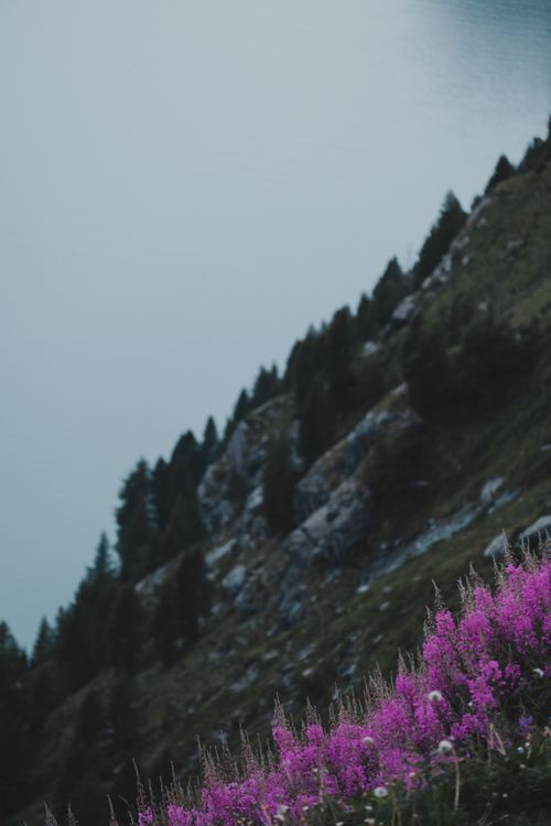 Free A serene view of purple wildflowers on a misty mountain slope with evergreen trees. Stock Photo