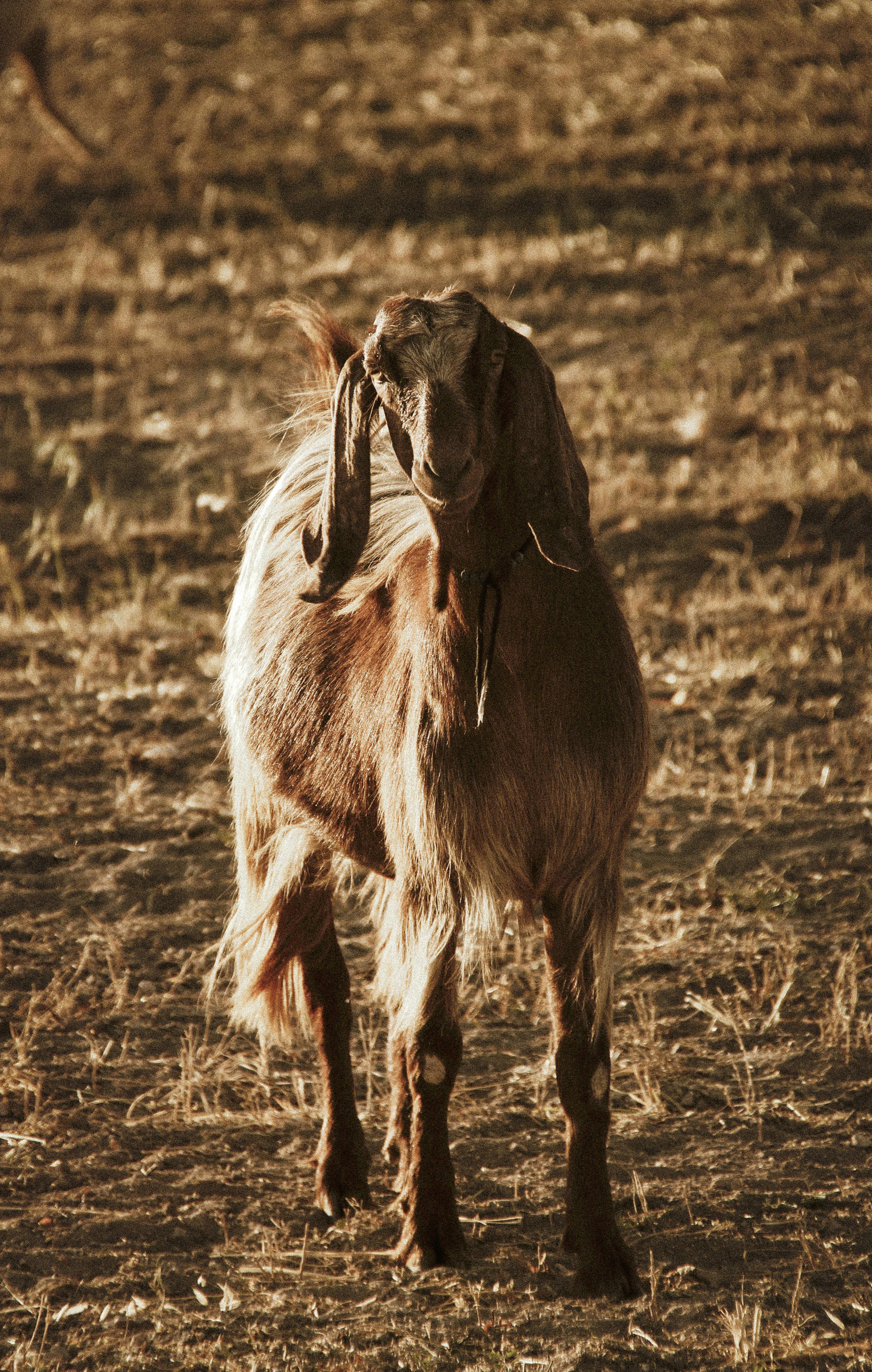 a goat is standing in a field