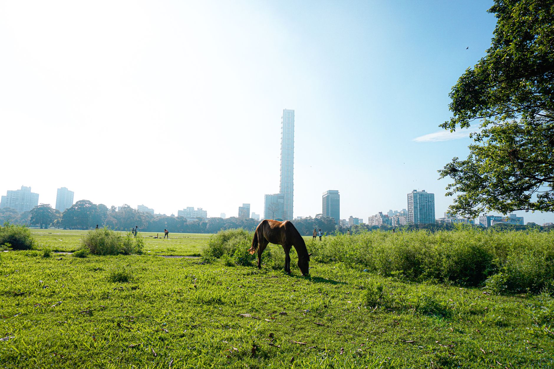 沙田馬場賽道旁騎師牽馬進入亮相圈,陽光清晰照亮草地