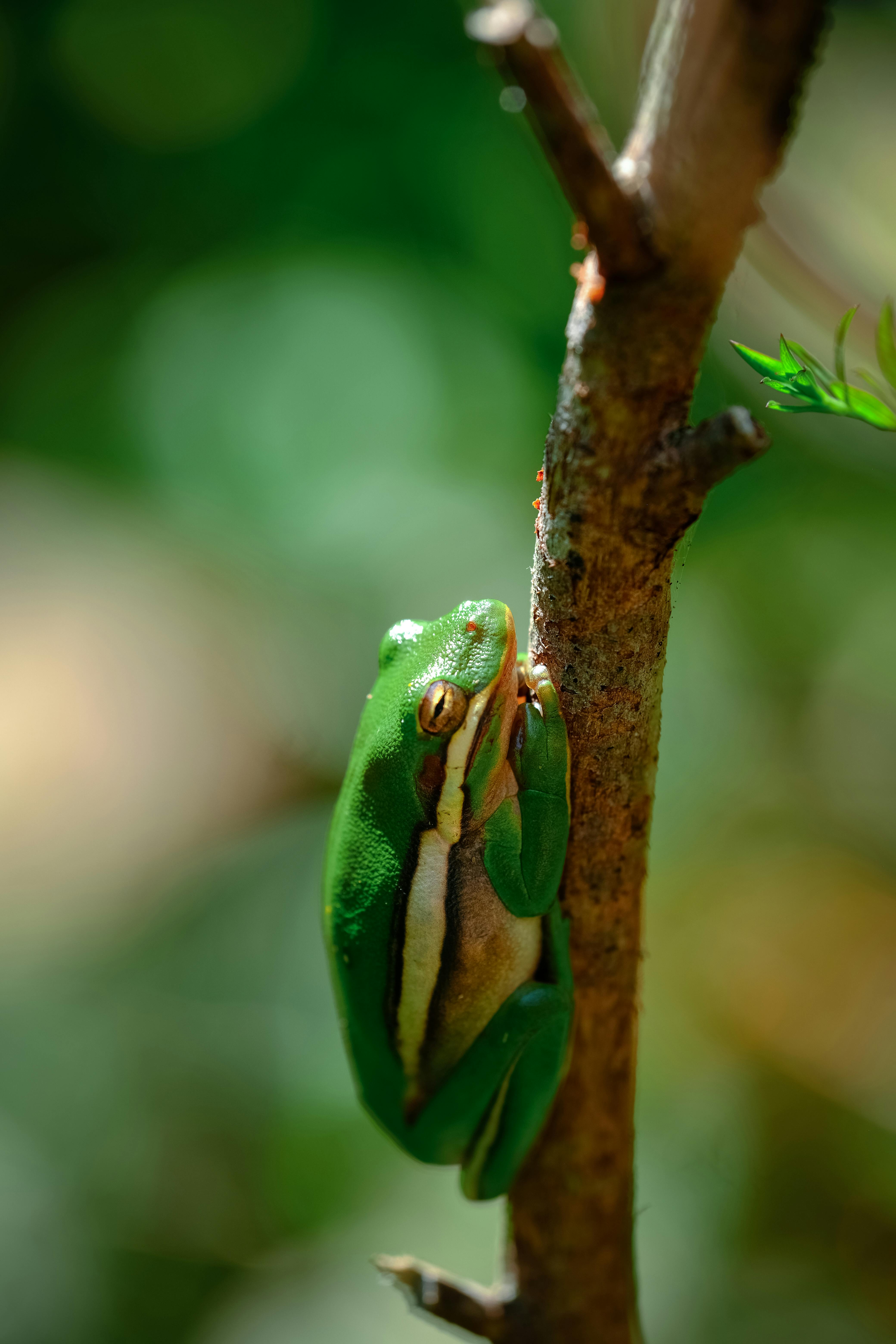 side view of an adult green tree frog resting on a branch