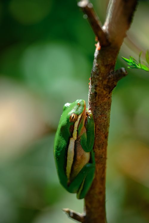 Free A green tree frog resting on a tree branch in a natural setting, highlighted by sunlight. Stock Photo