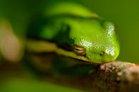 closeup of an adult green tree frog resting on a branch