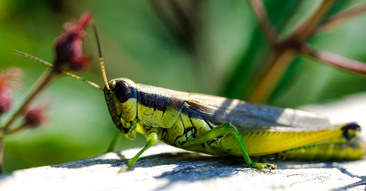 Vibrant close-up of a green and yellow grasshopper perched on a wooden surface.