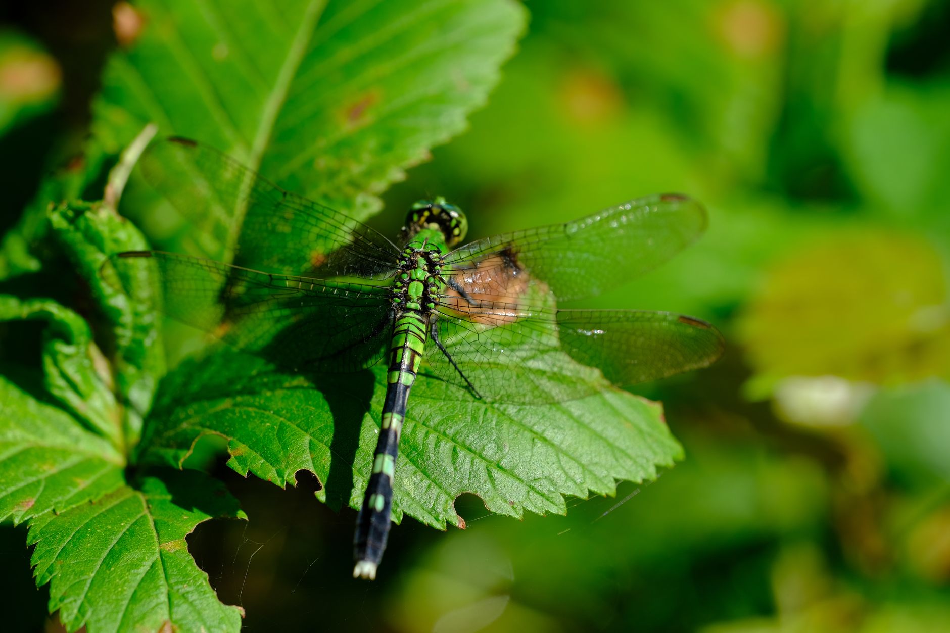 Close-up of a vibrant dragonfly perched on a green leaf outdoors.