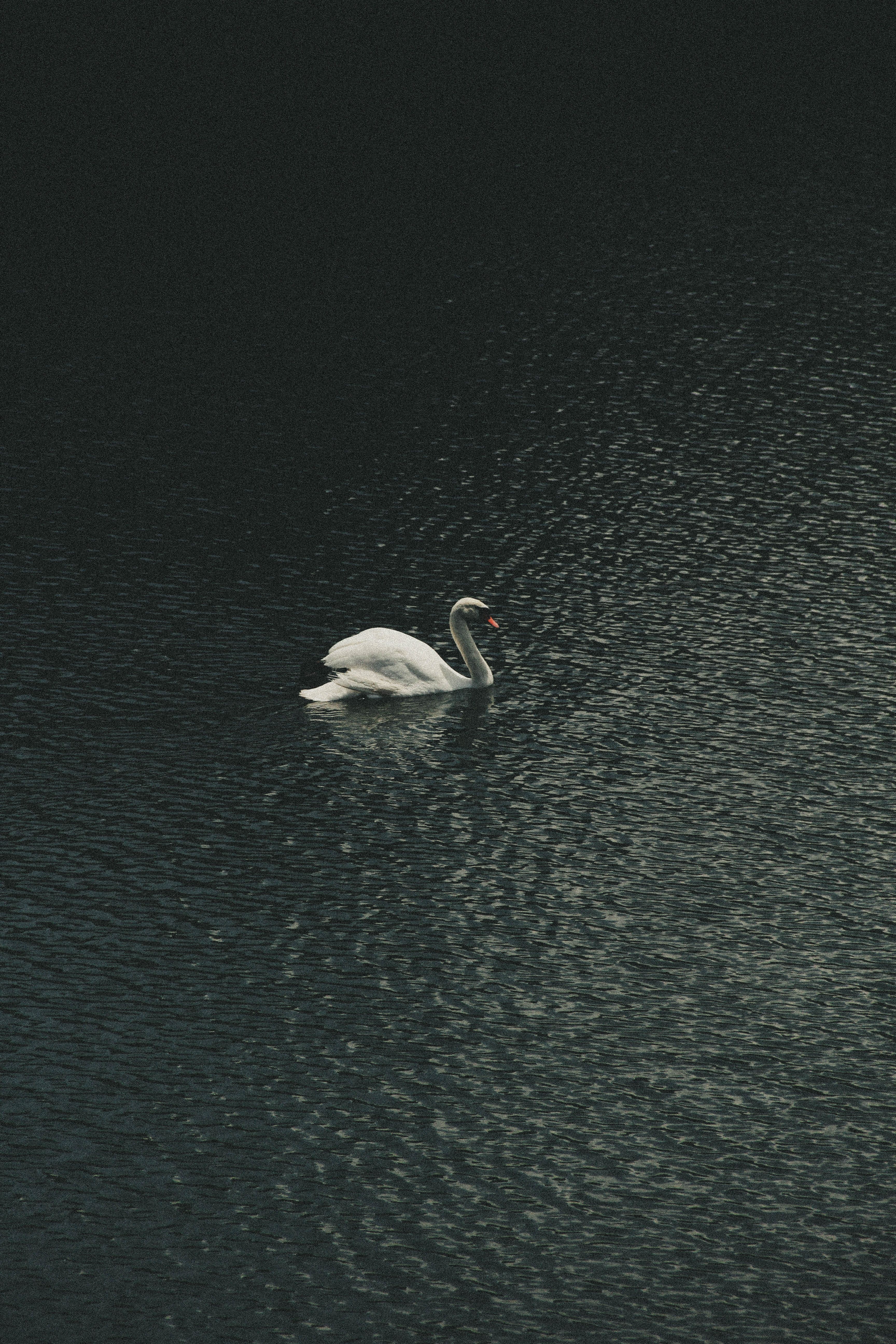A swan swimming in the water with a black background · Free Stock Photo