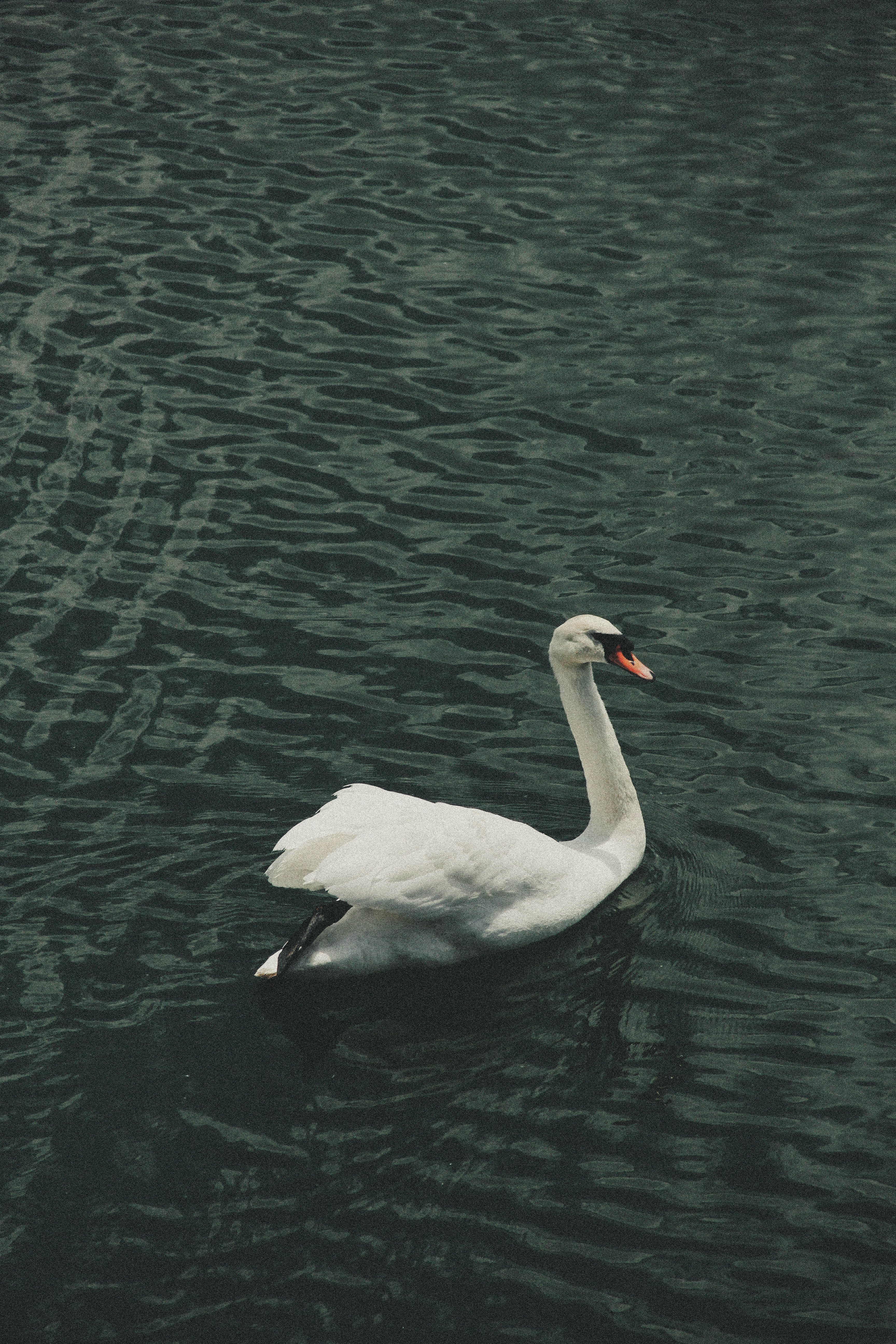 A swan swimming in a body of water · Free Stock Photo