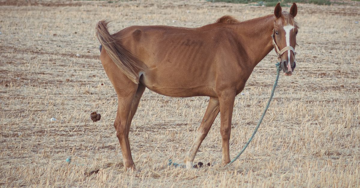 Mule Poop A mule pooping · Free Stock Photo