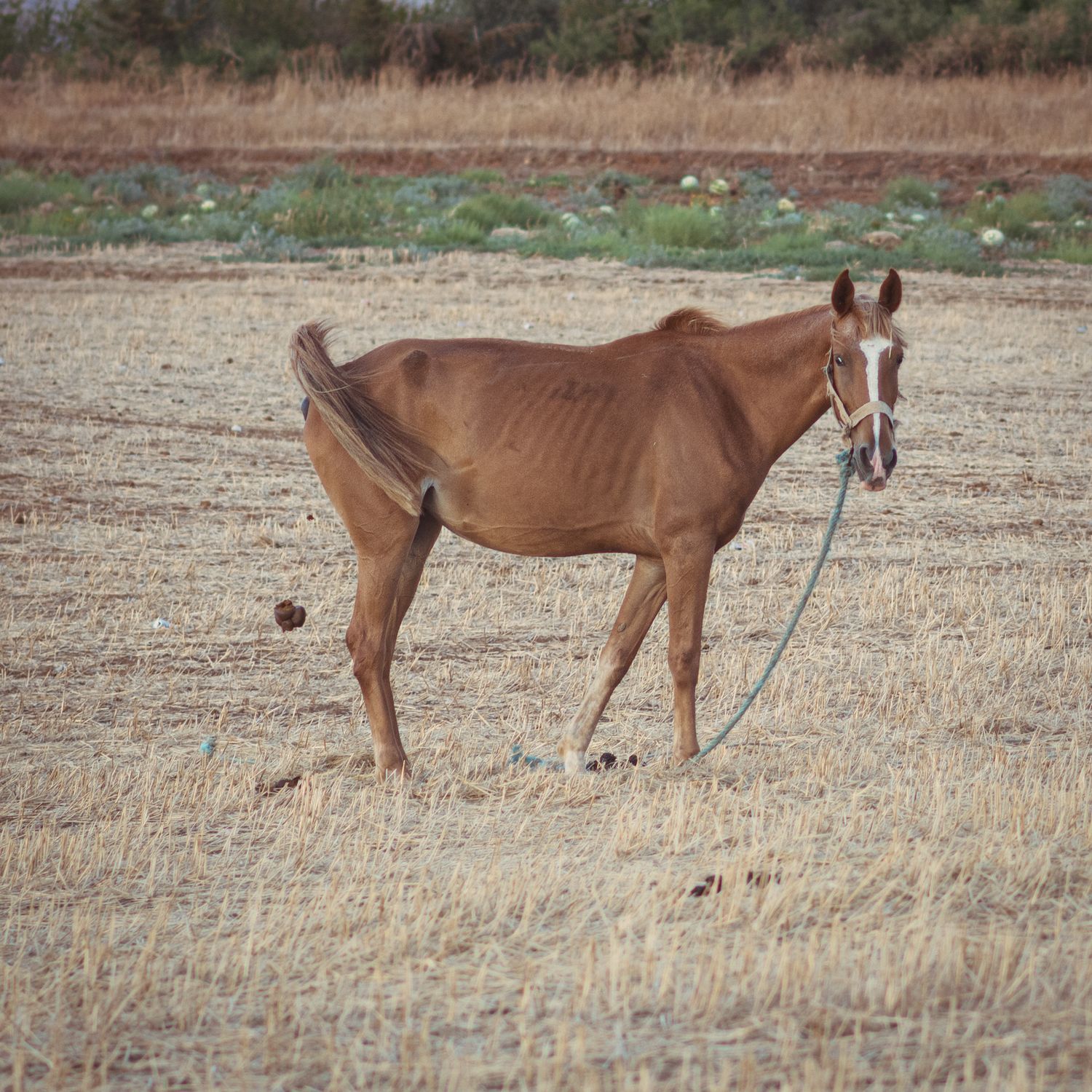 Mule Poop A mule pooping · Free Stock Photo